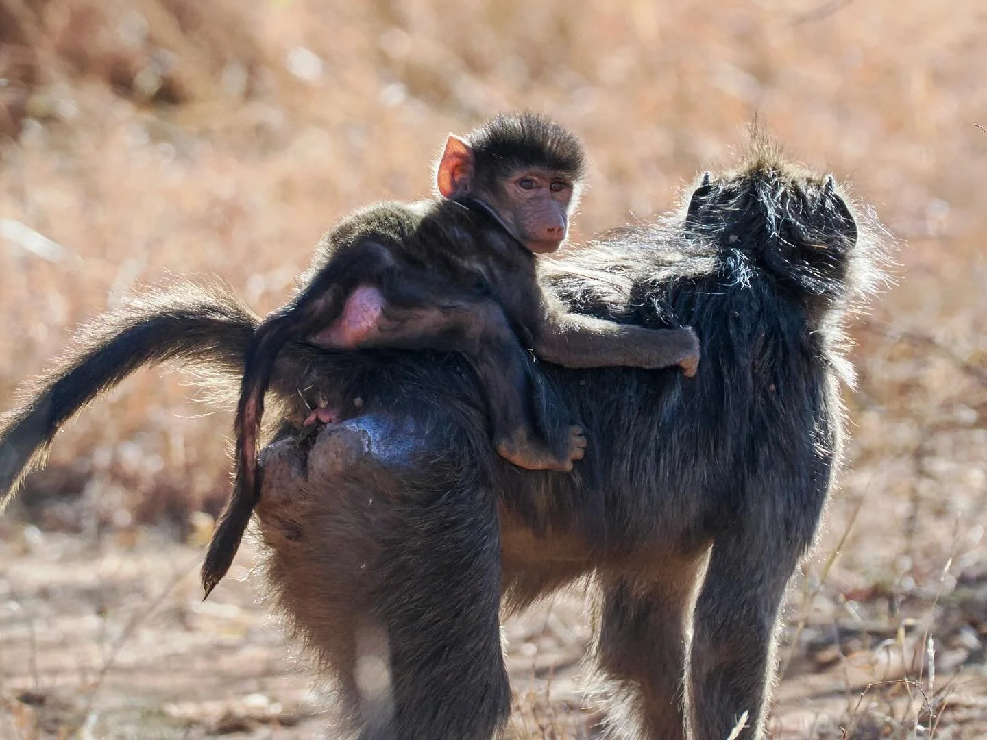 Hitching a ride in the early morning light #baboon #baboons #baboonbaby #hitchingaride #madikwe #madikwegamereserve #taugamelodge #safari #southafricansafari #southafrica #omsystem #om1markii #om40150f28pro