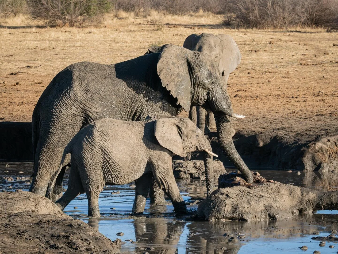 Elephants at a waterhole in Madikwe #elephants #waterhole #evening #safari #southafrica #southafricanwildlife #southafricasafari #madikwe #taugamelodge #omsystem #om1markii #om40150f28pro