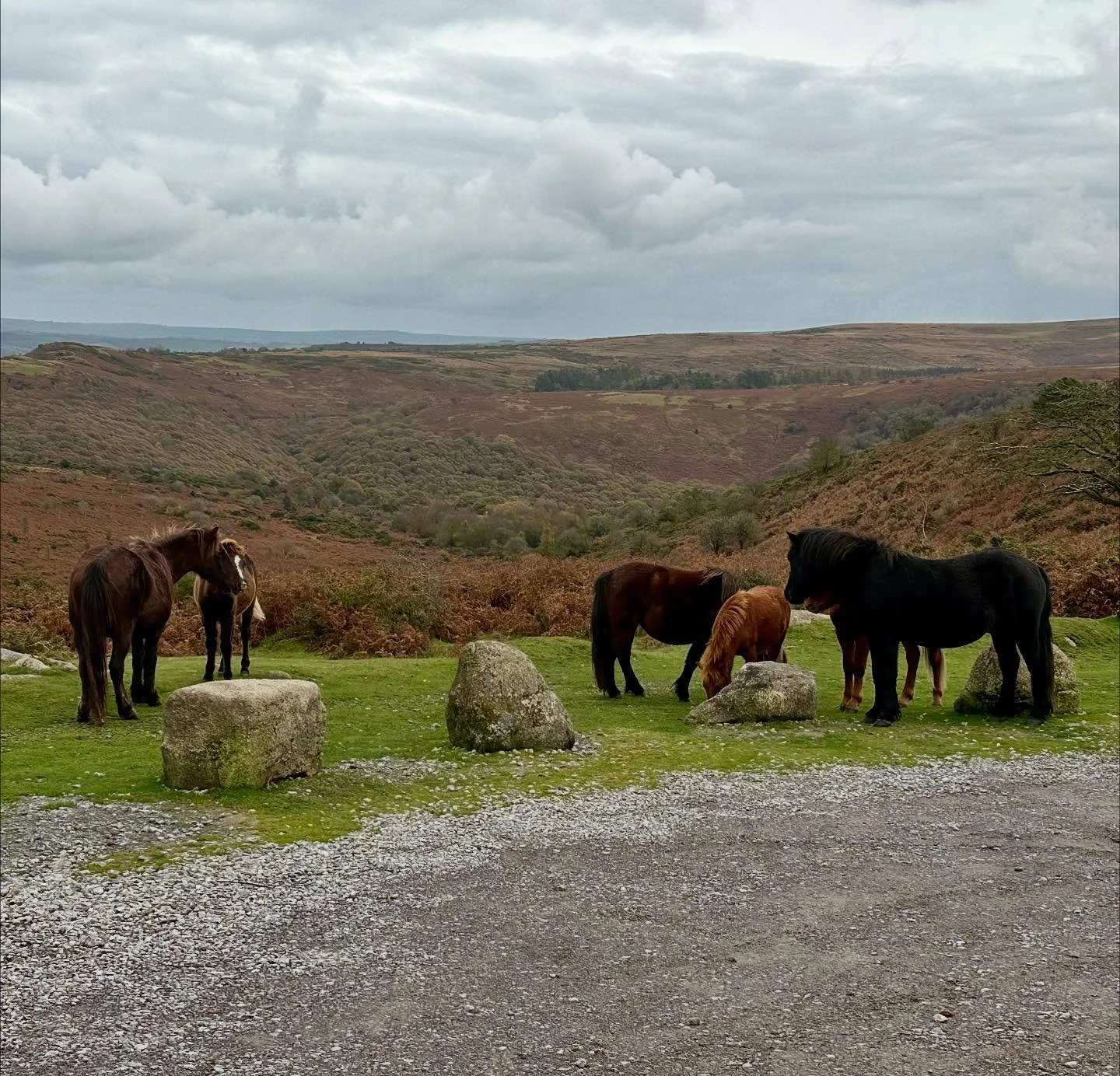 Dartmoor ponies #dartmoorponies #dartmoor #ponies #omsystem #om #om1markii #om40150f28pro