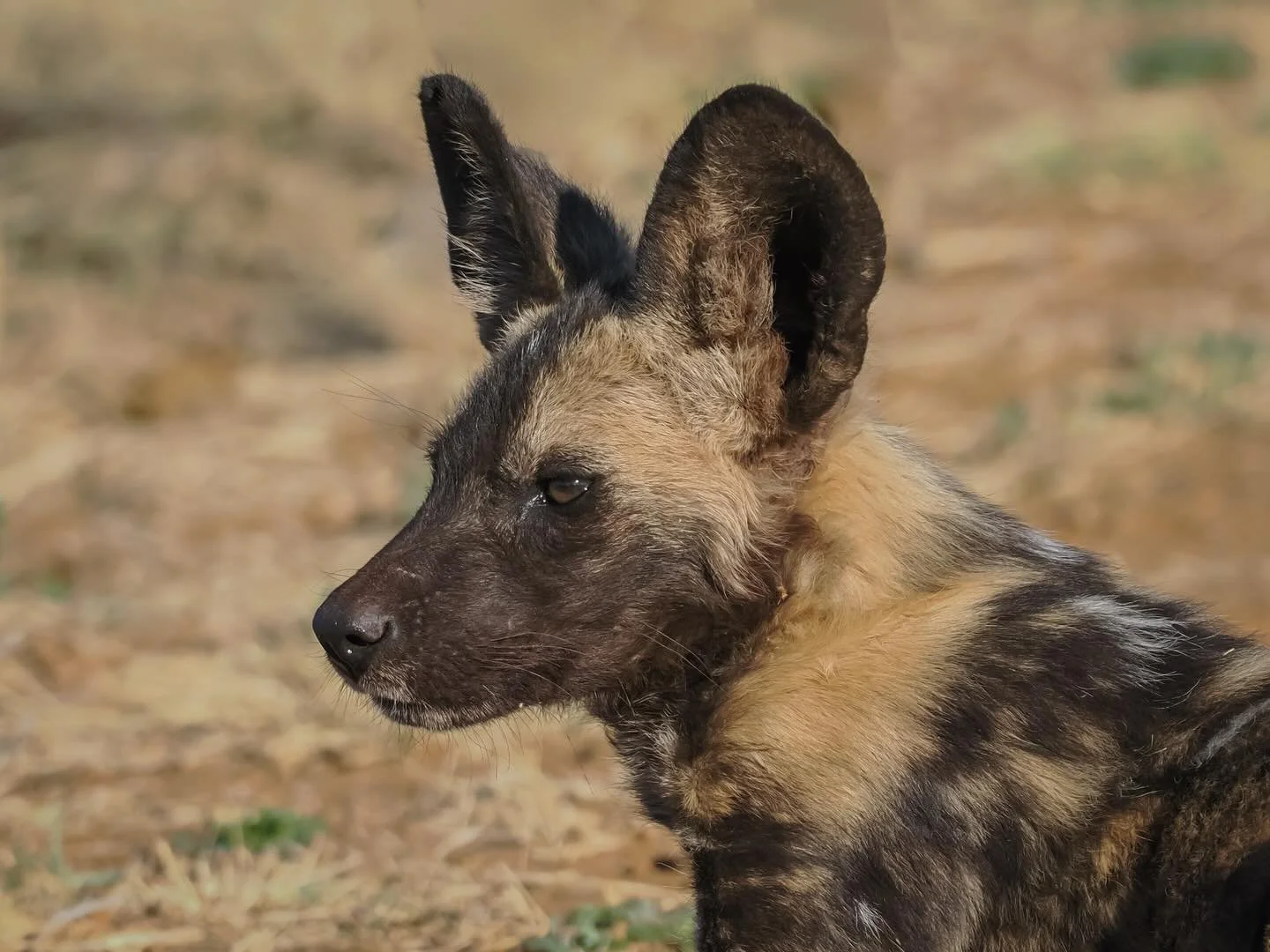African wild dog #africanwilddog #wilddog #paintedwolf #dog #africa #madikwe #tau #taugamelodge #safari #southafricanwildlife #southafricansafari #southafrica #omsystem #omsystemuk #om1markii #om40150f28pro