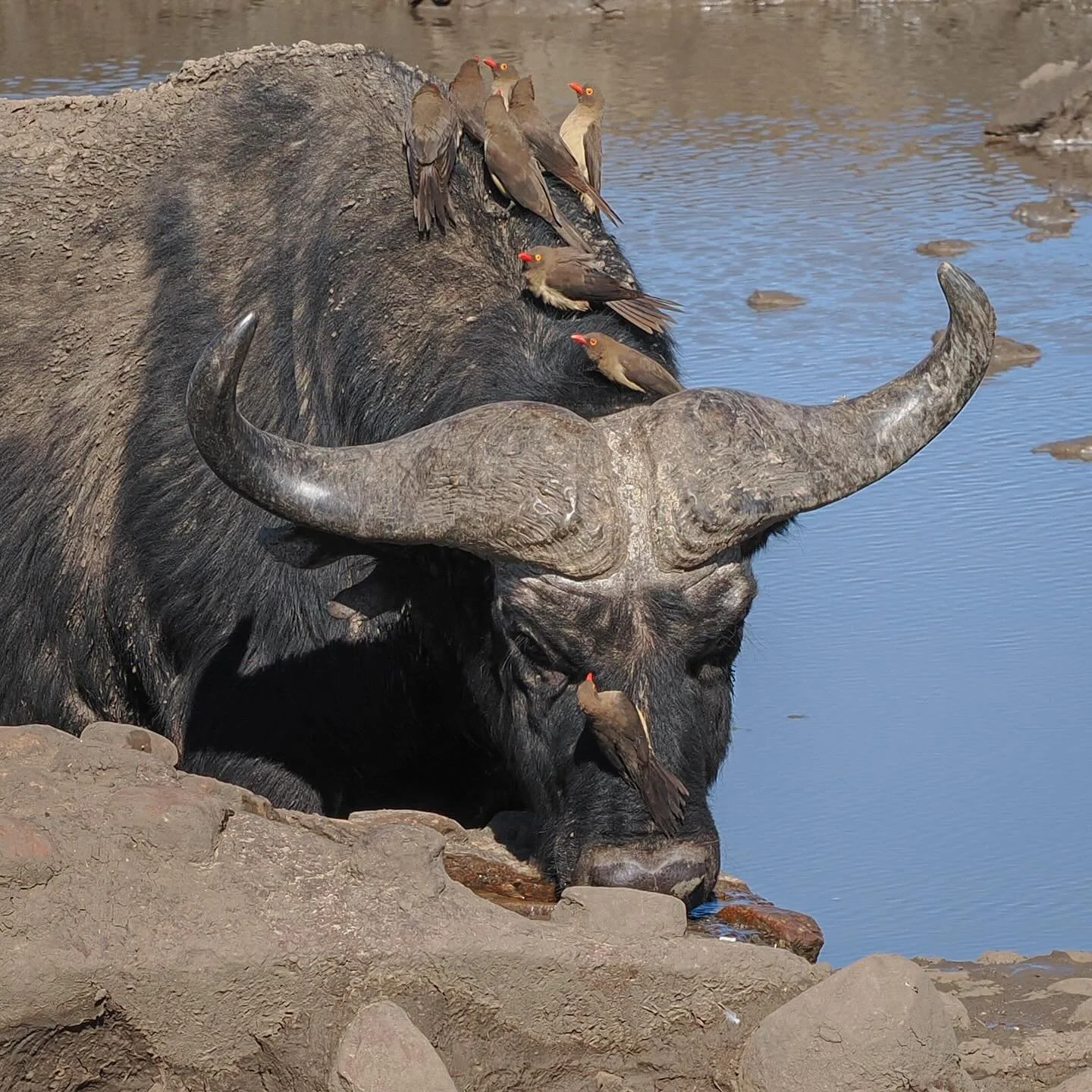 A buffalo at a waterhole with some oxpeckers #buffalo #oxpecker #waterhole #madikwe #taugamelodge #safari #africansafari #southafrica #omsystem #omsystemuk #om1markii #om40150f28pro