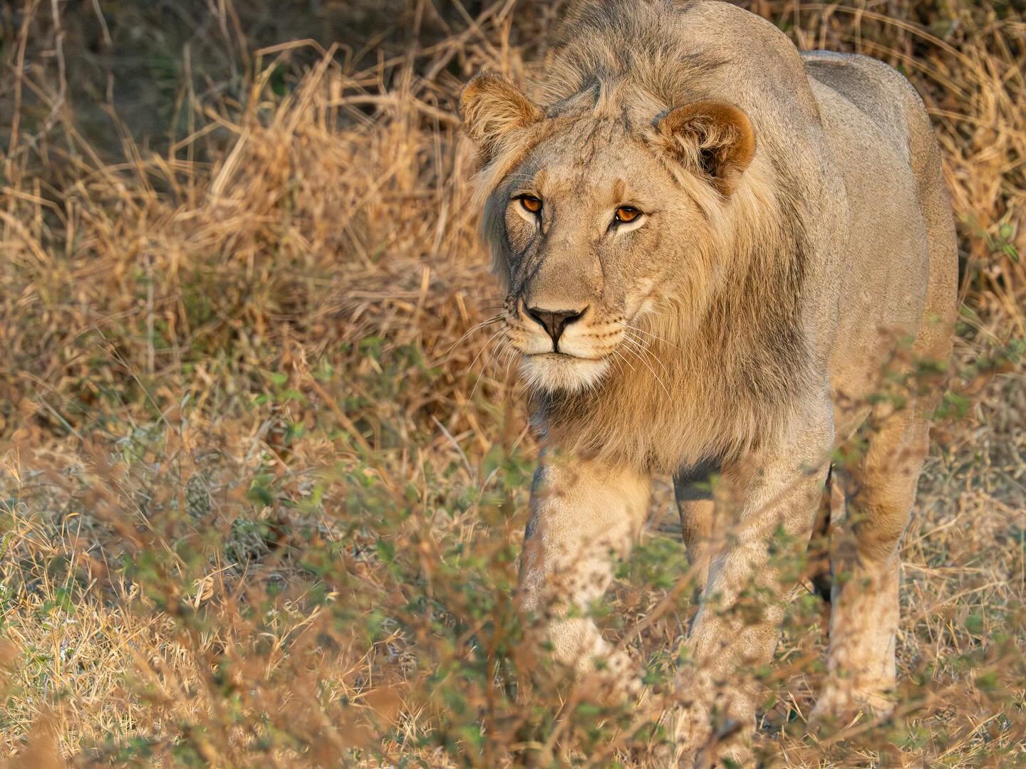 African lion in the early morning @tau_game_lodge @madikwe_game_reserve #africanlion #africanlionsafari #africanlions #lions #lionsofafrica #southafrica #southafricasafari #taugamelodge #madikwegamereserve #omsystem #om1markii #om40150f28pro