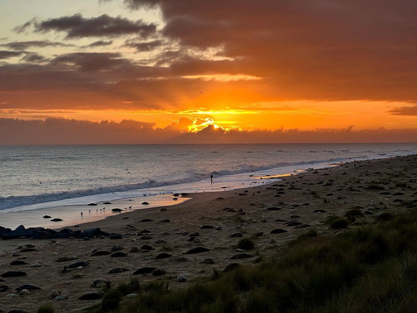 Sunrise and seals - lots of them!
#greyseals #seals #sunrise #wintertonbeach #winterton #wintertononsea #beach #norfolk #norfolkcoast #omsystem #om1markii #om300f4pro