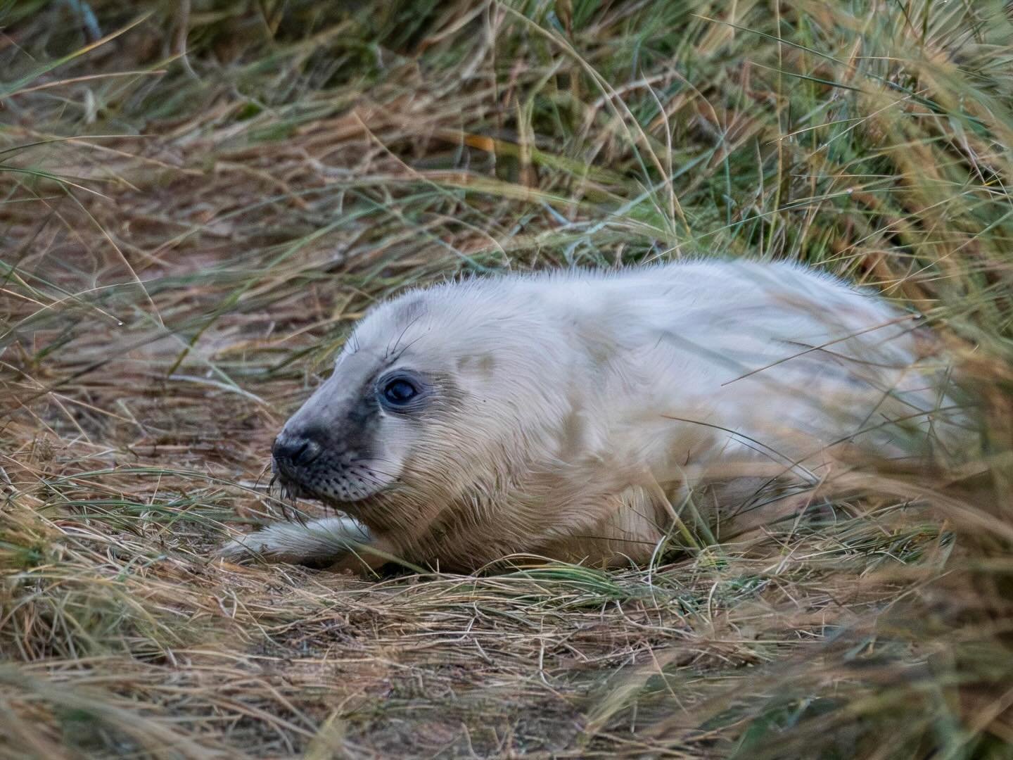 Grey seal pup on the dunes. (Taken from a safe distance and cropped) #greyseal #greysealpup #dunes #wintertondunes #winterton #wintertononsea #norfolkcoast #omsystem #om1markii #om300mmf4