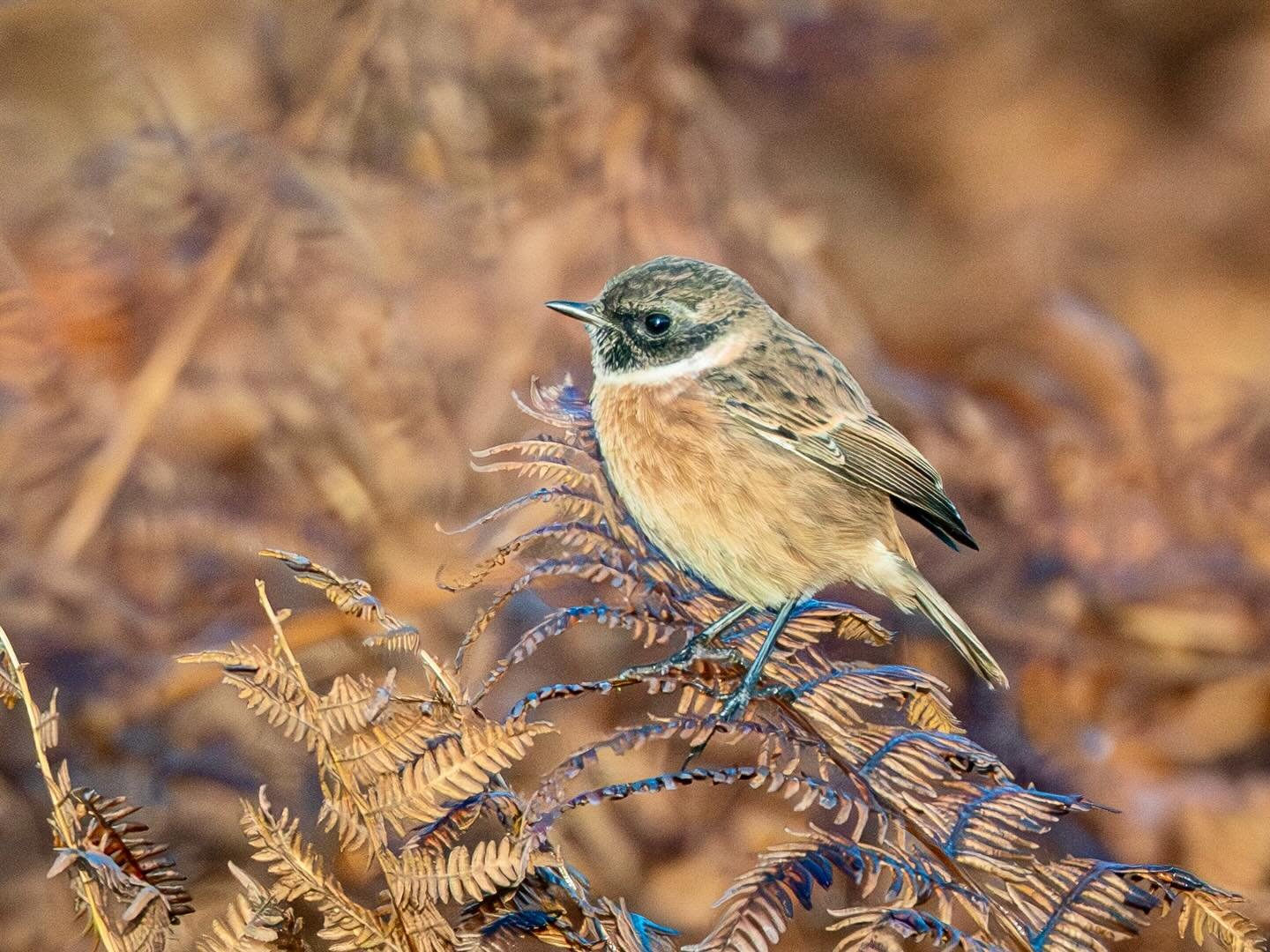 Male Stonechat on Winterton dunes #stonechat #bird #dunes #winterton #wintertononsea #wintertondunes #norfolkcoast #omsystem #om1markii #om300mmf4