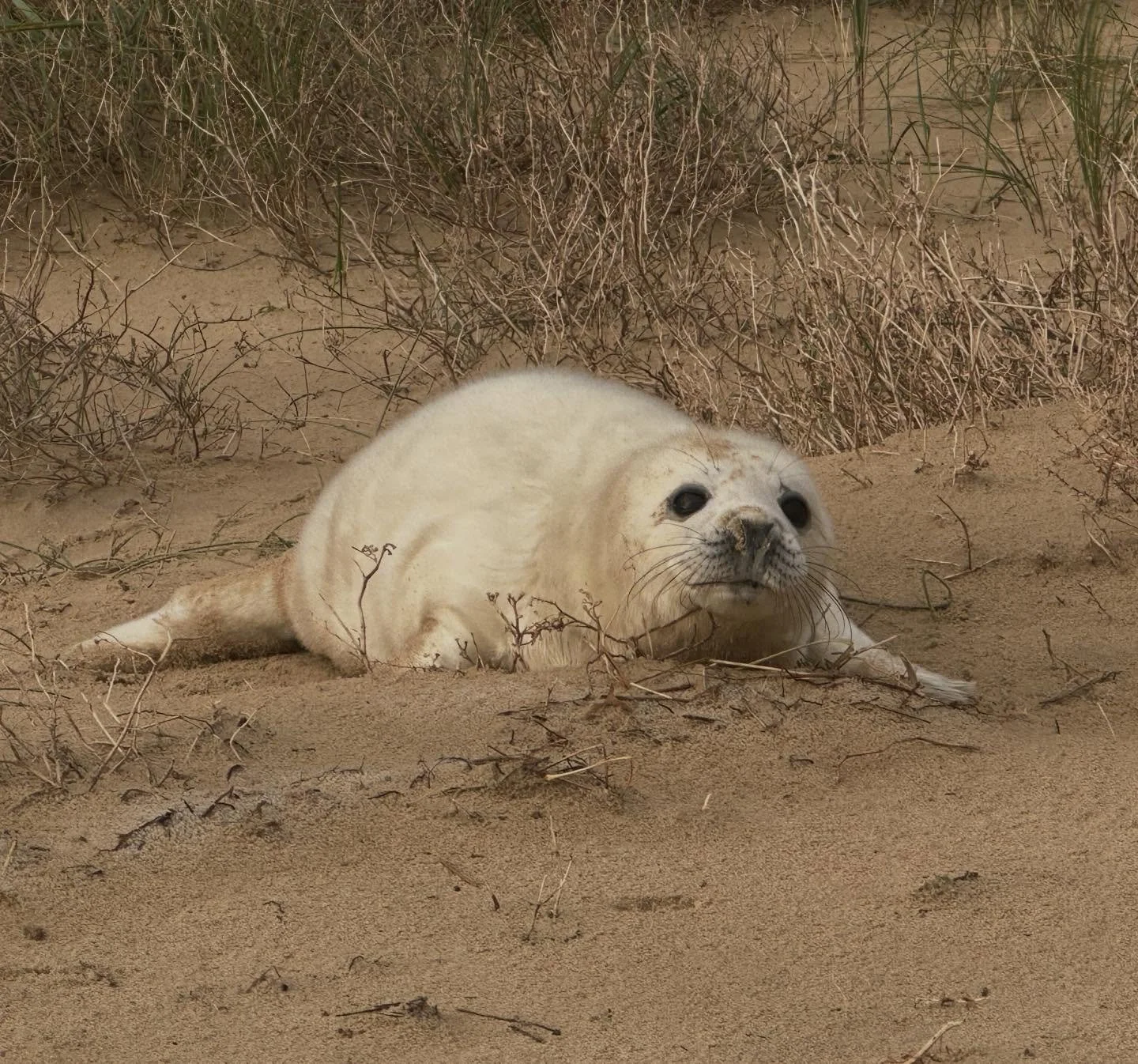 Grey seal pup on the beach - (taken with a long lens and cropped) #greysealpup #greyseal #beach #winterton #wintertononsea #wintertononseabeach #norfolkcoast #wildlifephotography #wildlifephoto #wildlifephotographers #omsystem #om1markii #om300mmf4