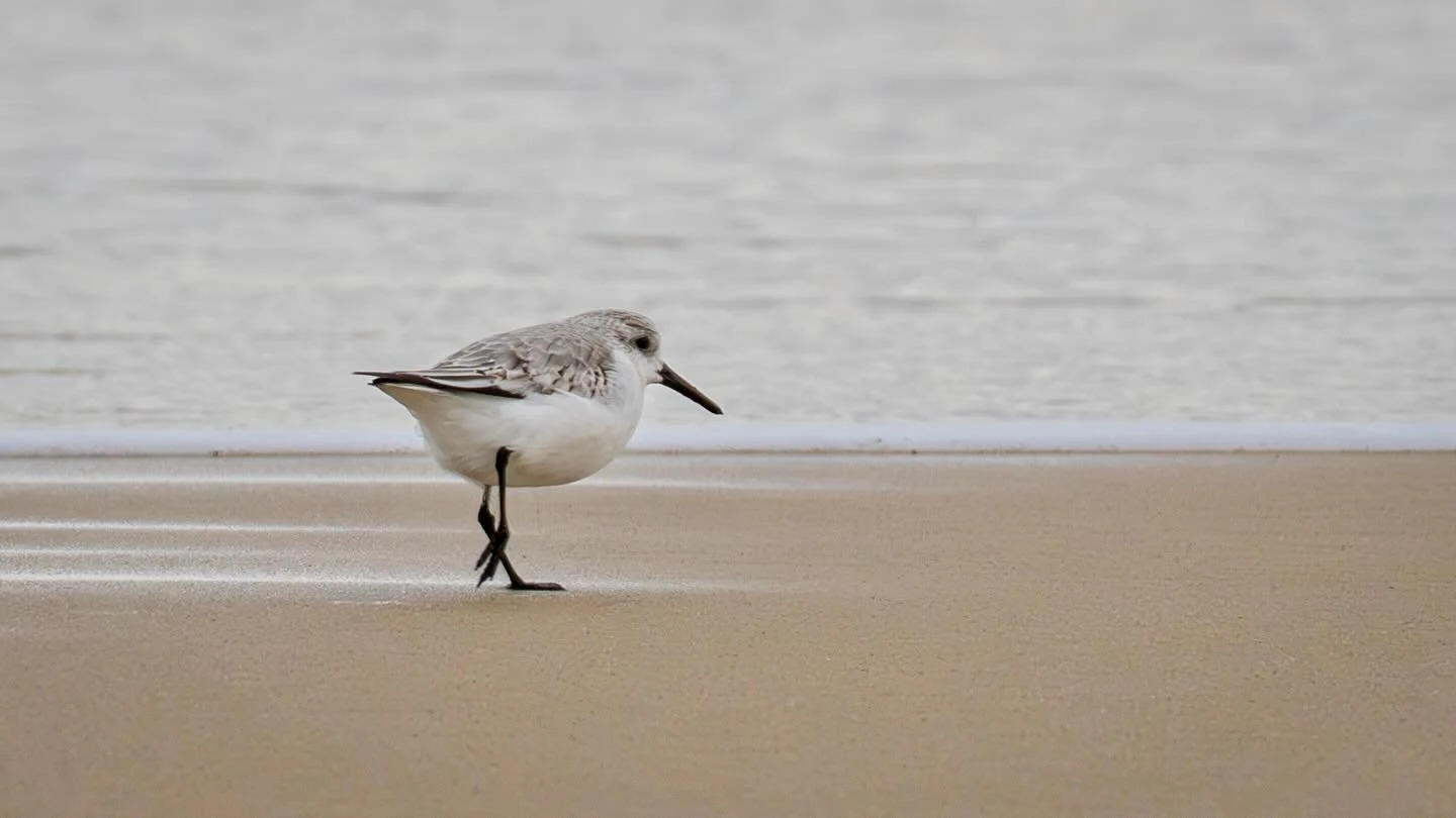 Sanderling on Winterton beach #sanderling #beach #wader #norfolkcoast #wildlife