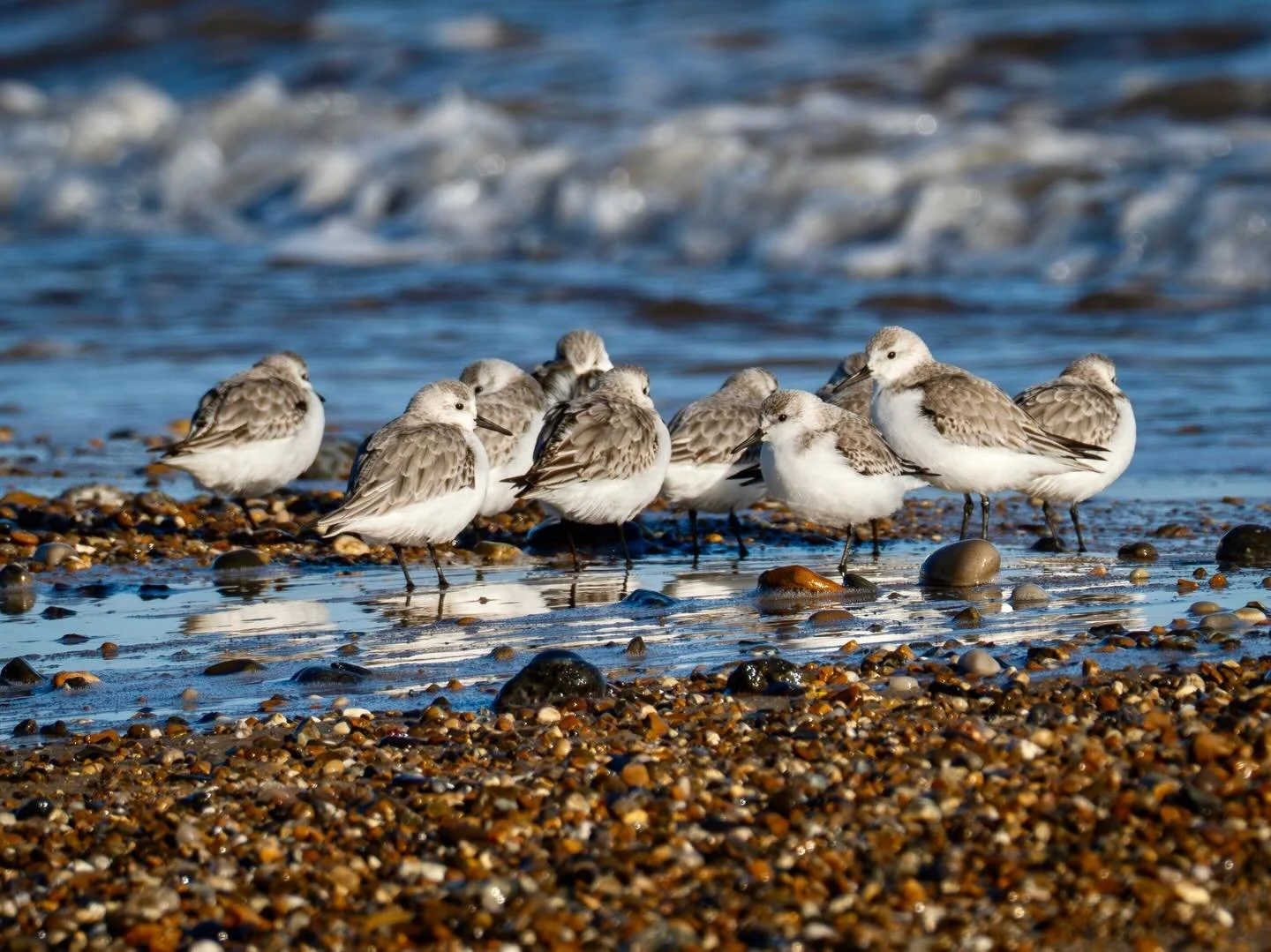 Sanderlings on Winterton beach #sanderlings #waders #beach #wintertononsea #naturephotography