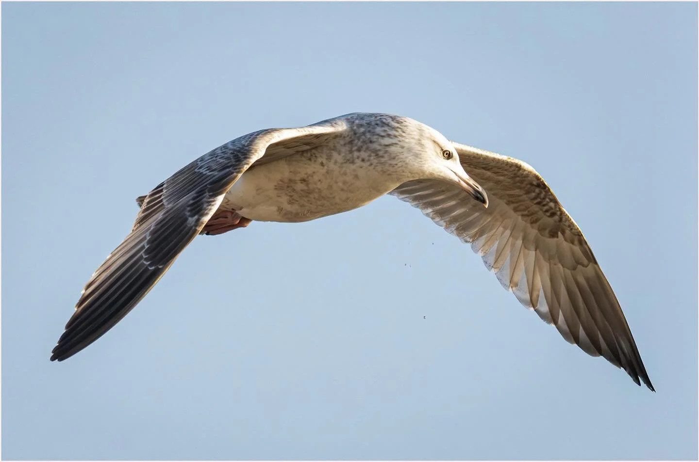 A gull flying low over me on the beach this morning #gull #seabird #winterton #norfolkcoast #beach