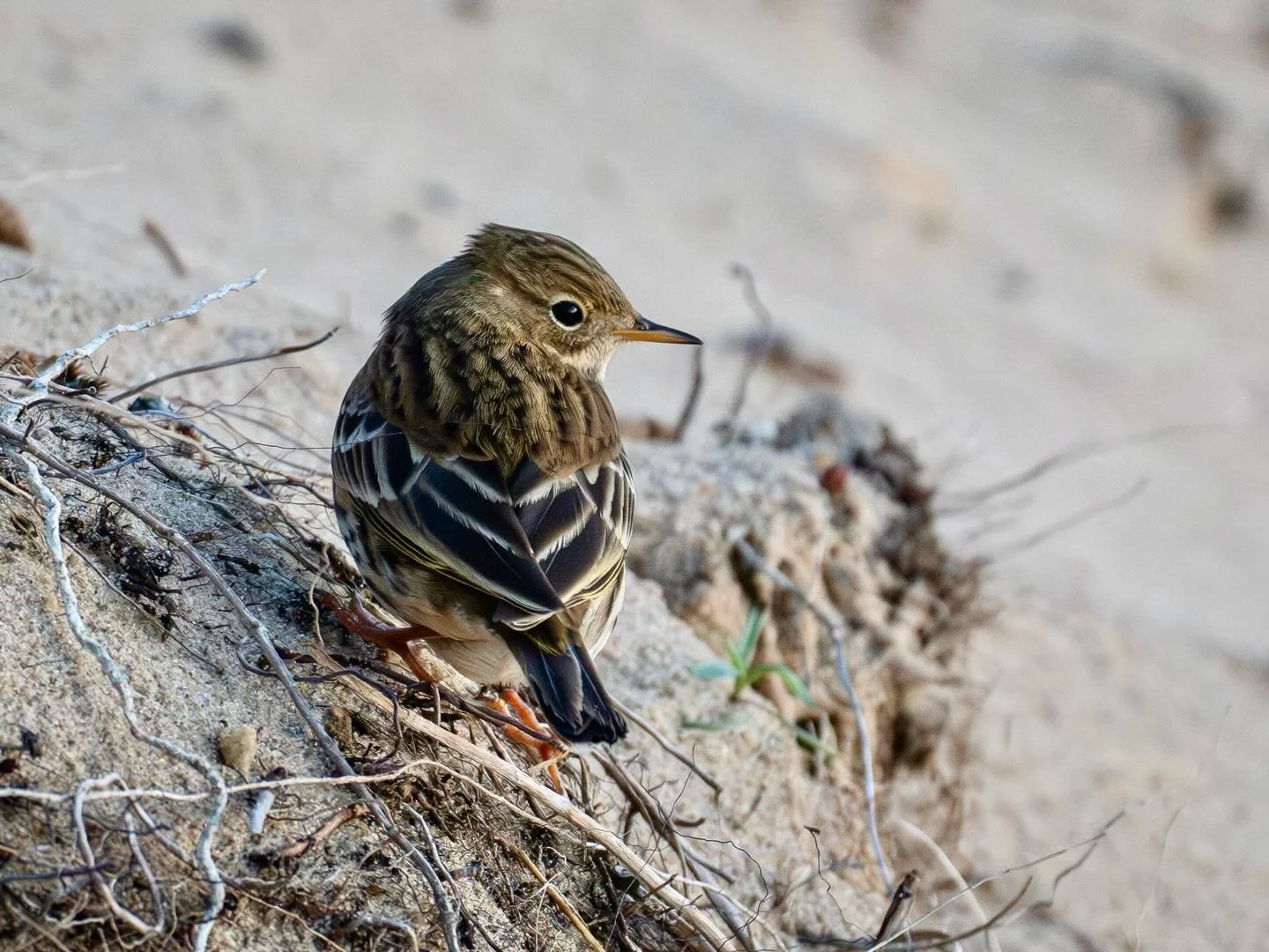 Meadow Pipit on Winterton dunes #meadowpipit #pipit #bird #winterton #dunes #wintertononsea #norfolkcoast #wildlifephotography #wildlifephotographer #omsystem #om1markii #om300mmf4