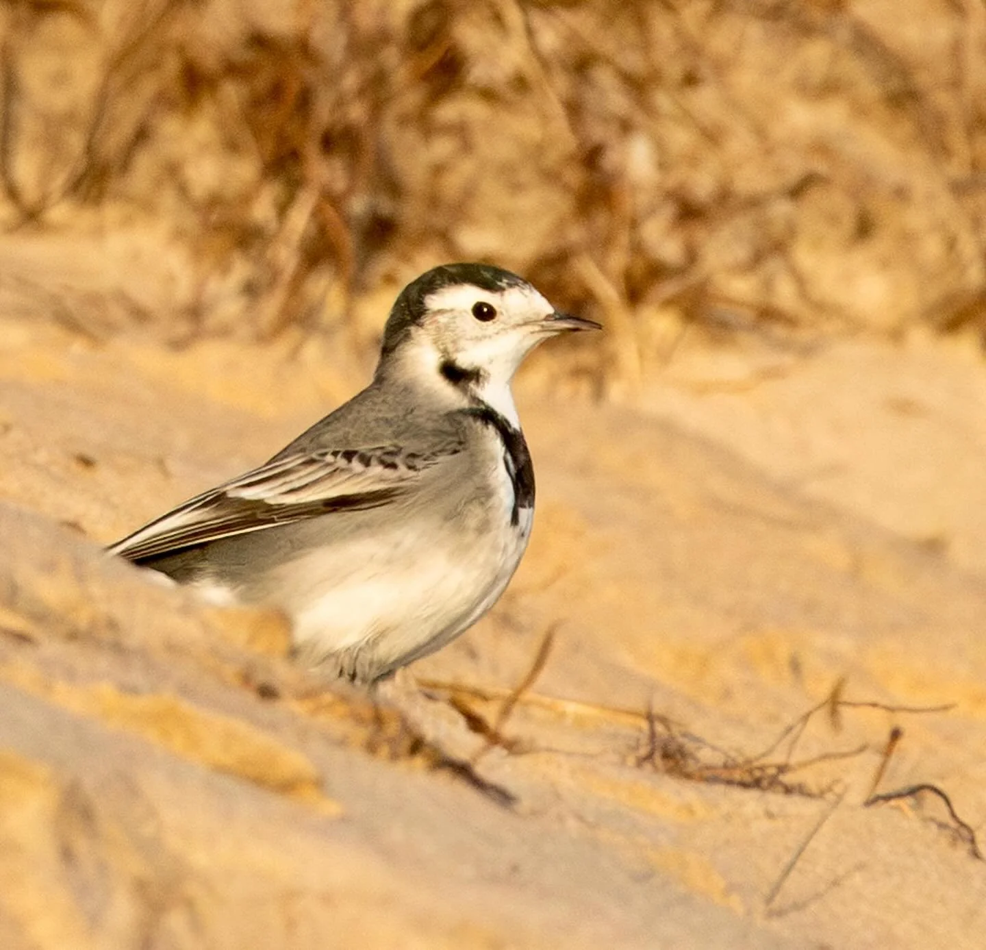 Pied Wagtail on Winterton beach #wagtail #piedwagtail #bird #beach #winterton #wintertononsea #wintertononseabeach #norfolkcoast #omsystem #om1markii #om300mmf4