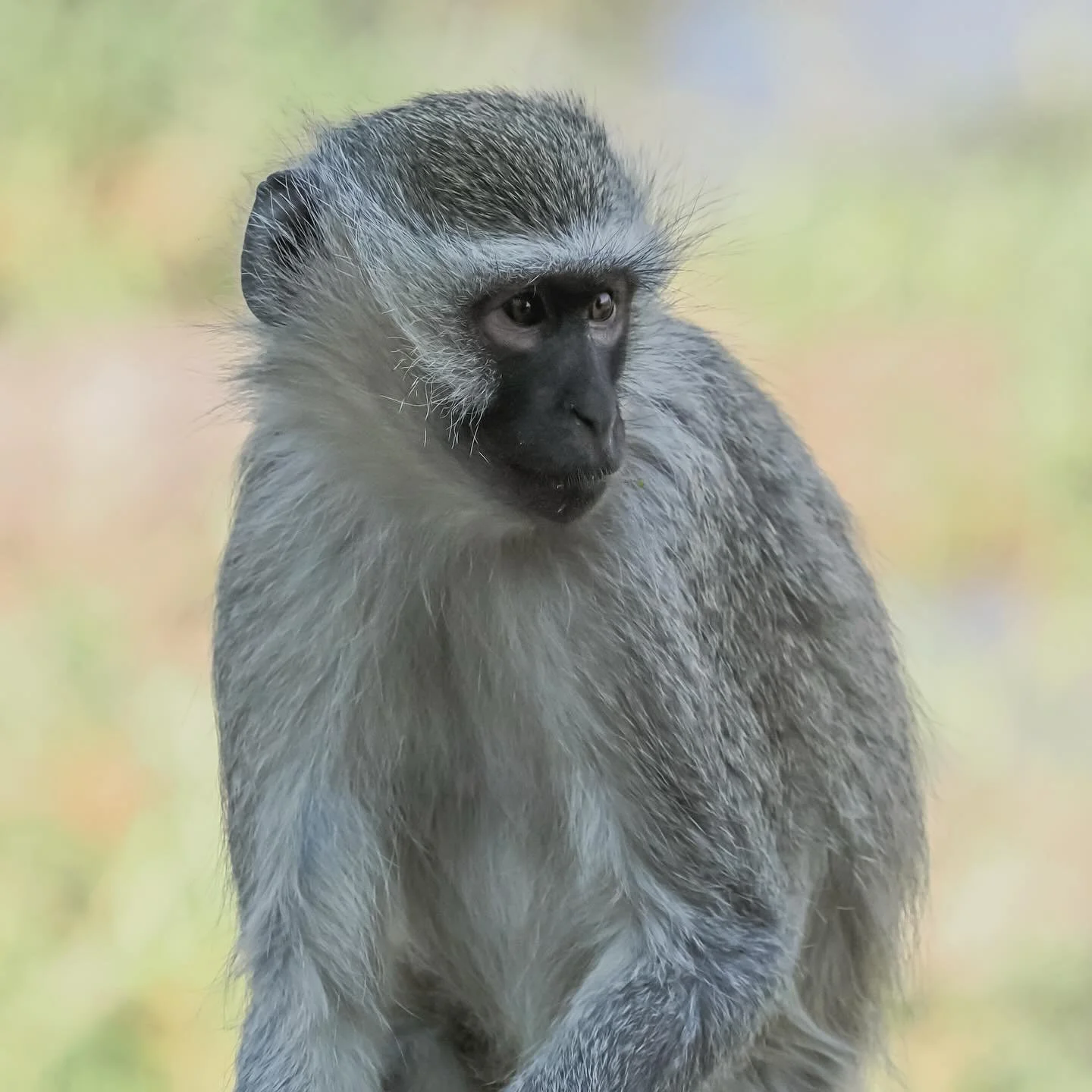 Vervet Monkey @tau_game_lodge #vervetmonkey #taugamelodge #madikwe #madikwegamereserve #safari #southafrica #southafricansafari #omsystem #om1markii #om40150f28pro