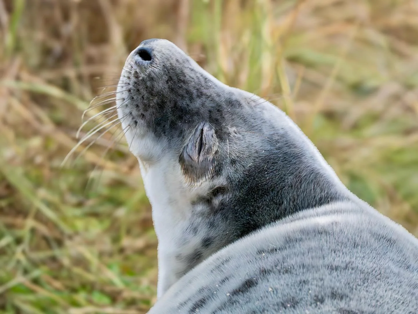 A very relaxed grey seal weanling! (Taken with a long lens and cropped) #greyseal #greyseals #greysealpup #dunes #winterton