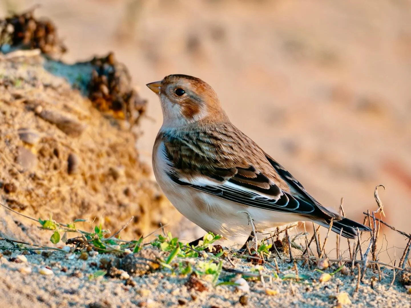 Snow Bunting on Winterton dunes #snowbunting #bird #wintervisitor #winterton #wintertononsea #wintertondunes #norfolkcoast #wildlifephotography #wildlifephoto #wildlifephotographer #naturephotography #naturephotographers #bbcwildlifepotd #omsystem #o