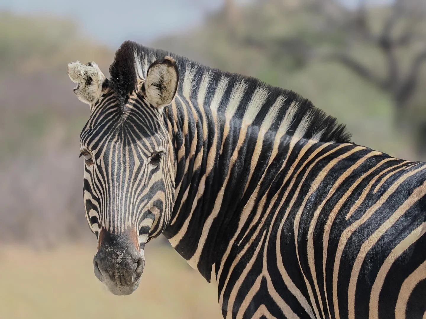 Portrait of a Zebra #zebra #zebraportrait #safari #africansafari #madikwe #madikwegamereserve #tau #taugamelodge #wildlife #southafricanwildlife #southafricanwildlifephotography #southafrica #omsystem #om1markii #om40150f28pro