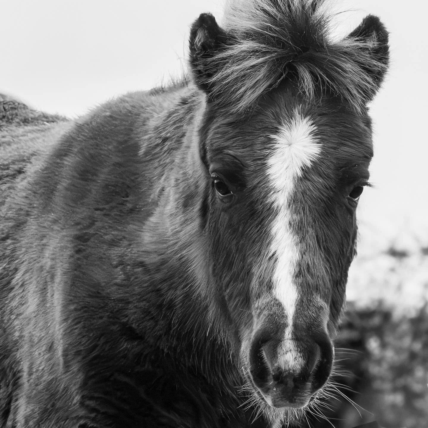 Beautiful foal on Dartmoor #dartmoorpony #dartmoor #dartmoornationalpark #pony #omsystem #omsystemuk #om1markii #om40150f28pro