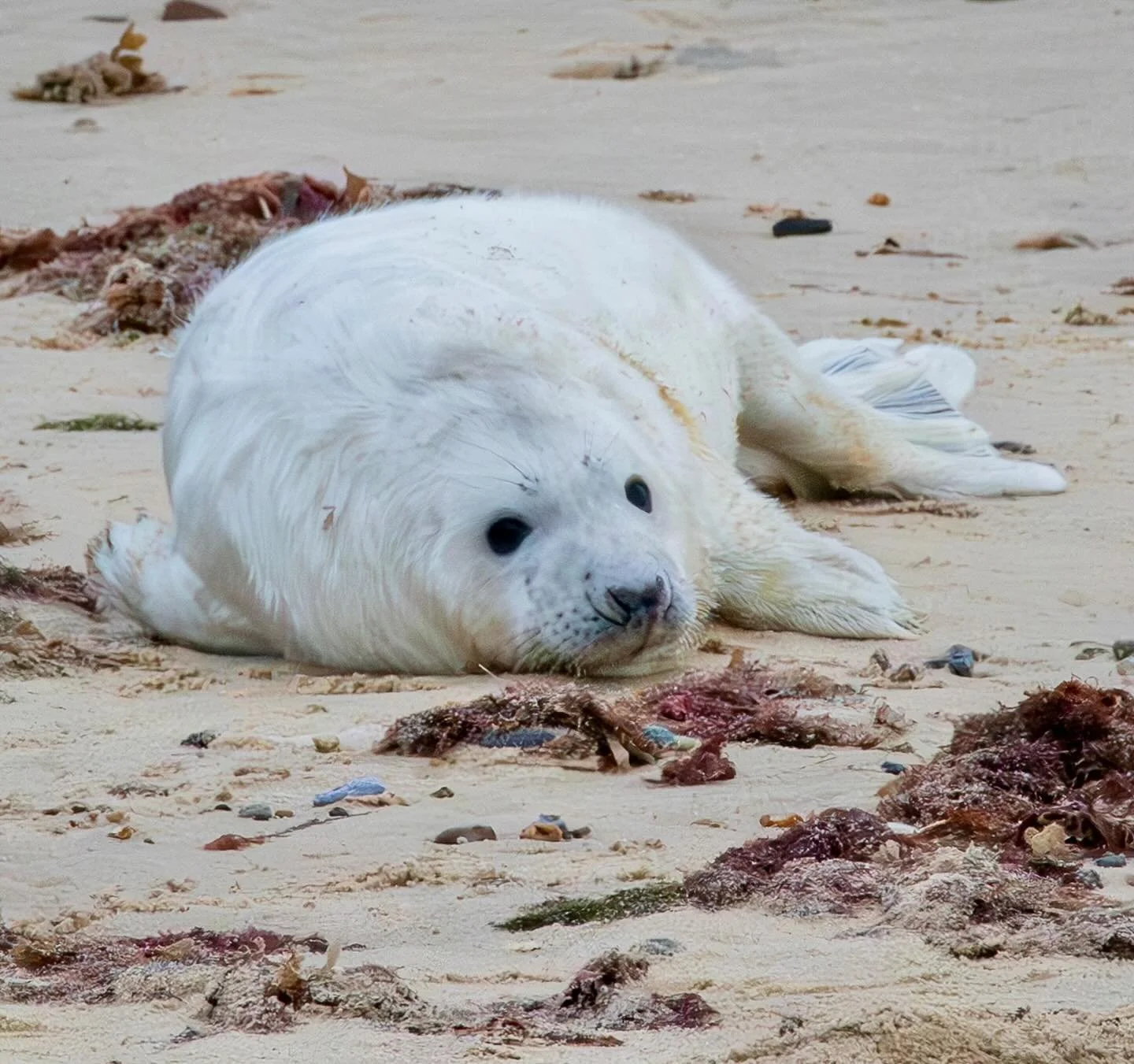 Grey seal pup on Winterton beach #greyseal #greysealpup #beach #winterton #wintertononsea #norfolkcoast #wildlife #wildlifephotography #omsystem #om1markii #om300mmf4pro