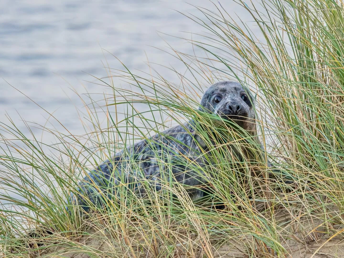 Peek-a-boo! #greyseal #greysealpup #dunes #winterton  #norfolkcoast