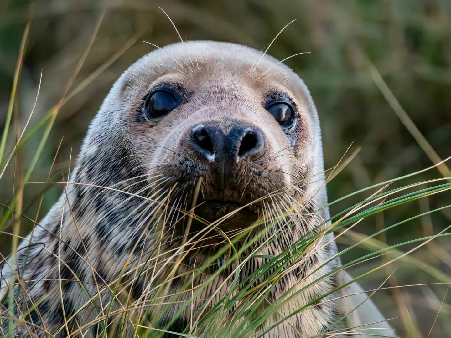 Grey seal on Winterton dunes (taken with a long lens and cropped) #greyseal #seal #wintertondunes #wintertononsea #norfolkcoast #omsystem #om1markii #om300mmf4