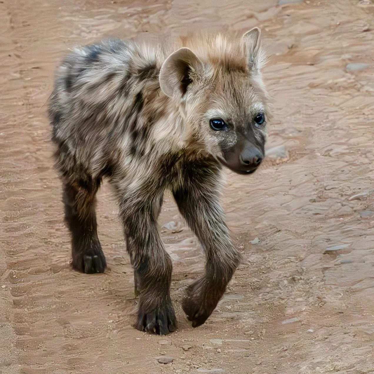 Hyena cub in Madikwe Game Reserve, South Africa #hyenas #hyena #hyenacub #cub #madikwe #madikwegamereserve #tau #taugamelodge #safari #southafrica #southafricasafari #madikwesafari #omsystem #om1markii #om40150f28pro