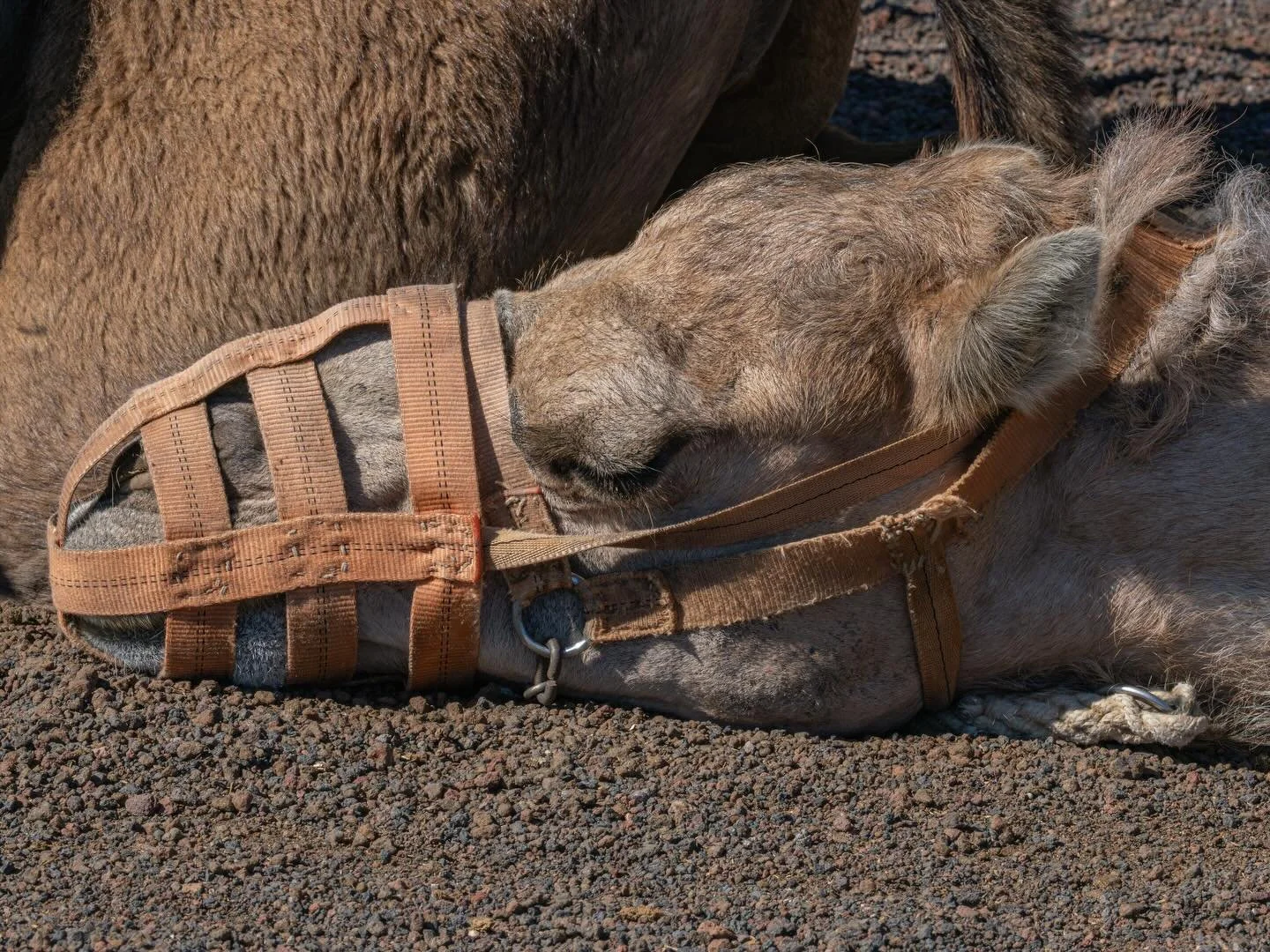 Sleeping on the job! Camel resting at  Timanfaya National Park in Lanzarote #camel #lanzarote #timanfaya #sleepingcamel #om1mk2
