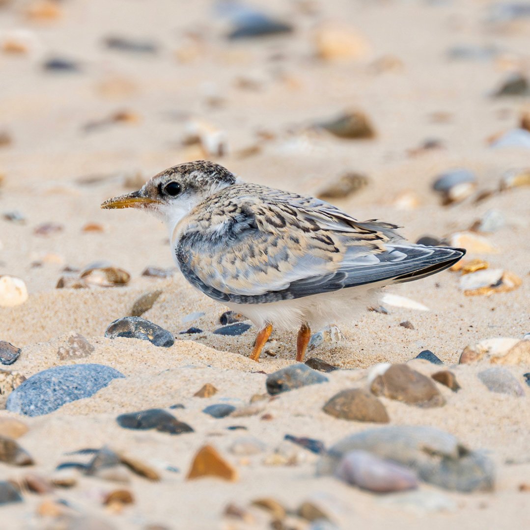 Photograph of a juvenile Little Tern standing among the pebbles on Winterton beach, Norfolk, taken by Sandy Cowley.
