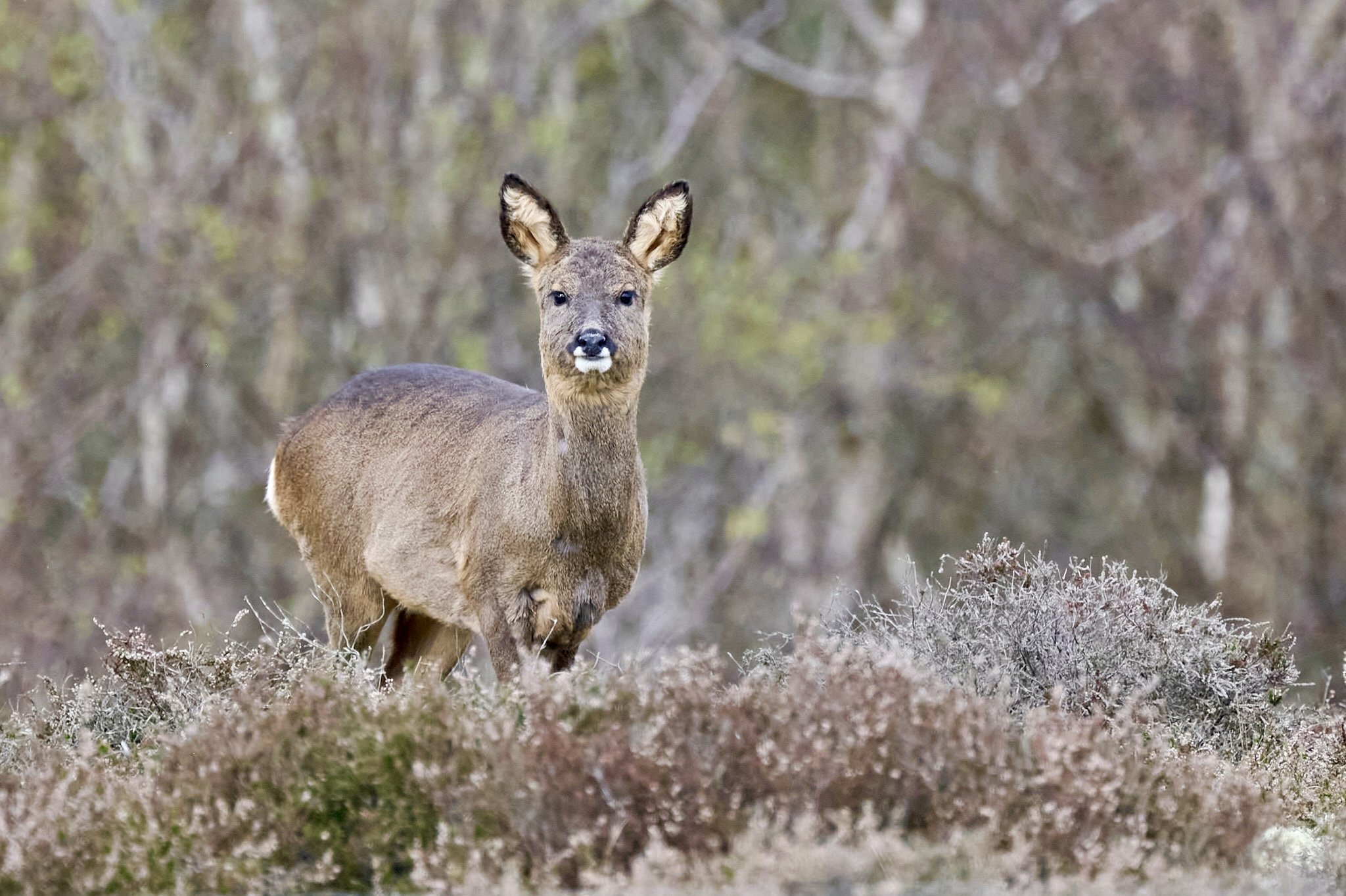 Photograph of a roe deer on Winterton Dunes, Norfolk taken by Sandy Cowley