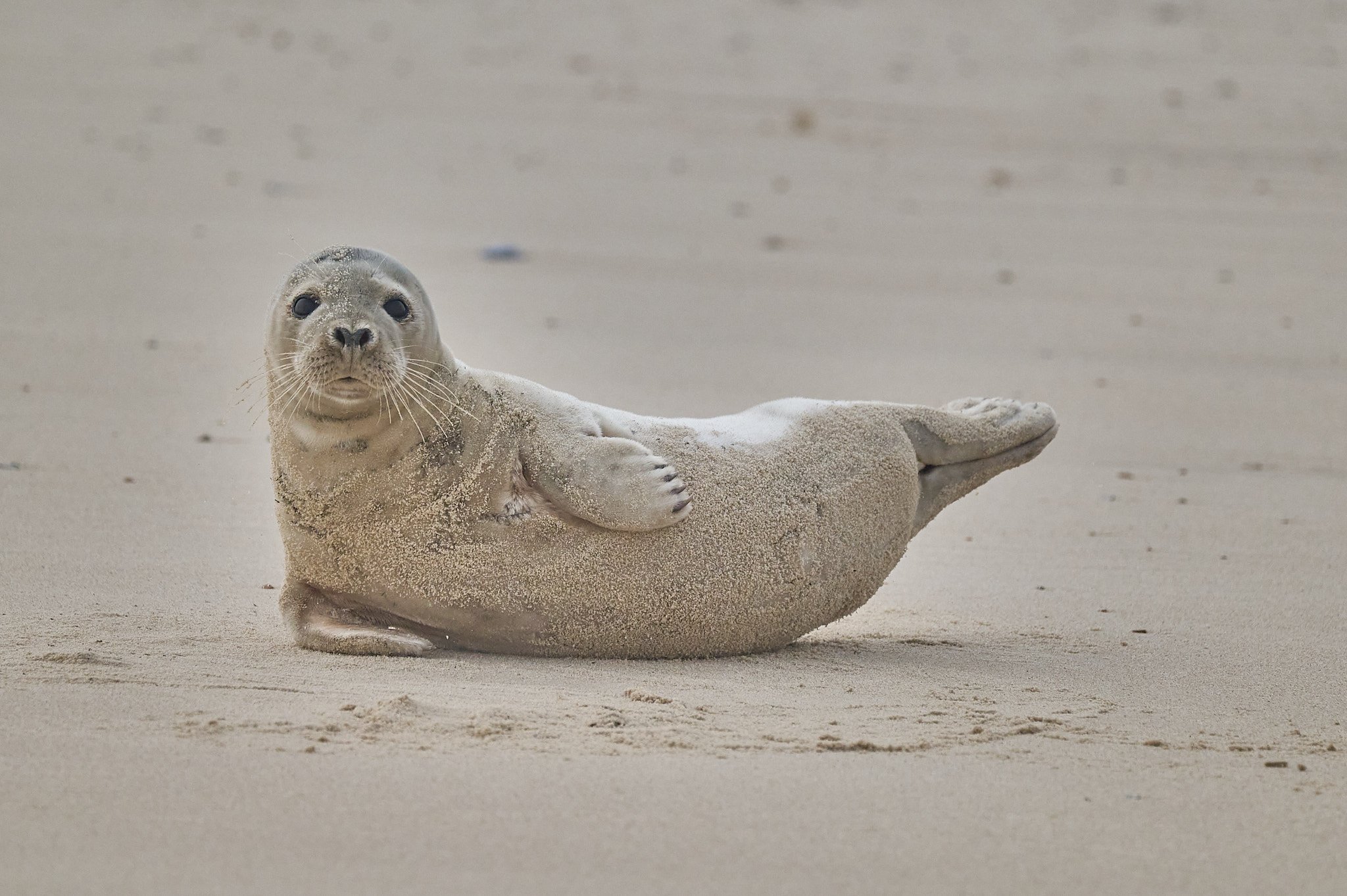Yoga Seal