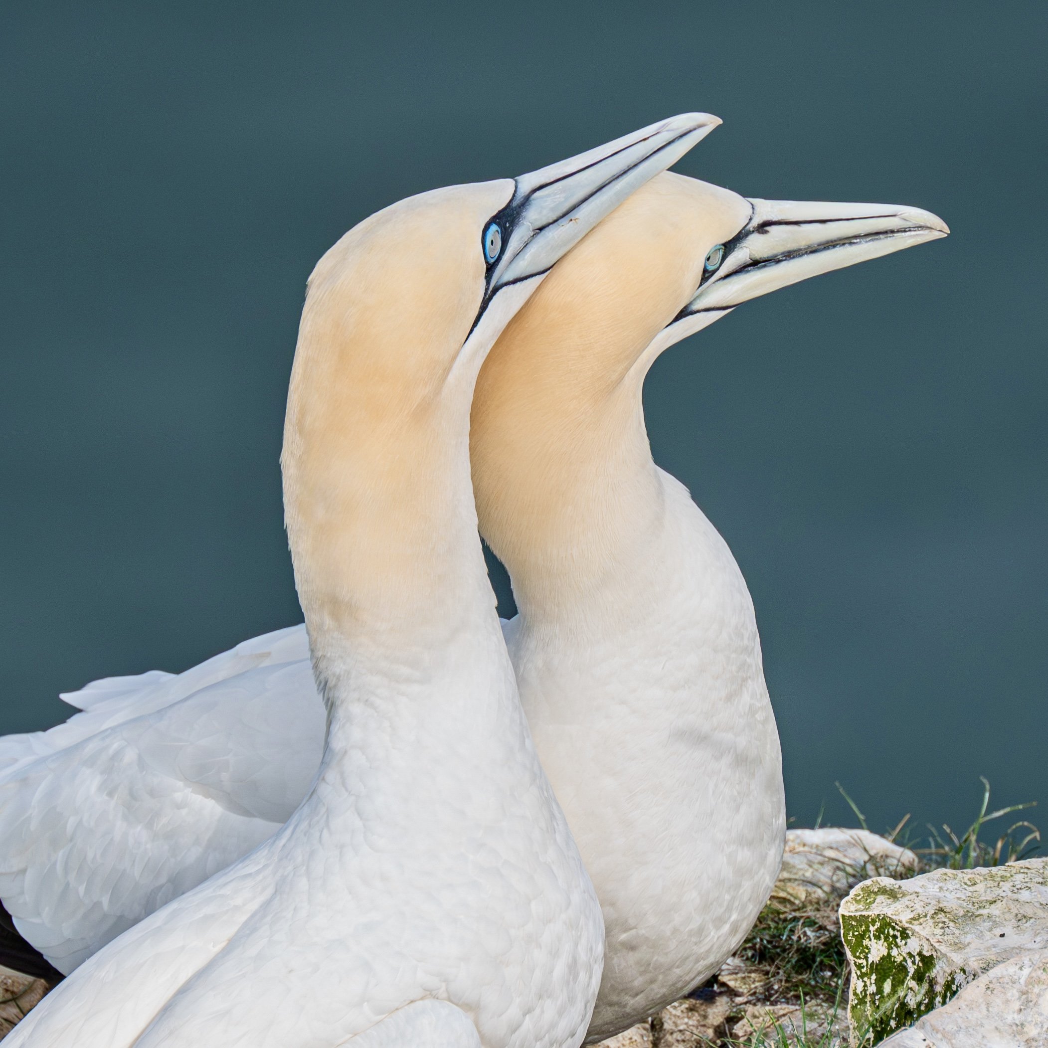 Photograph of an intimate moment between two Northern Gannets at Bempton Cliffs, Yorkshire, taken by Sandy Cowley.