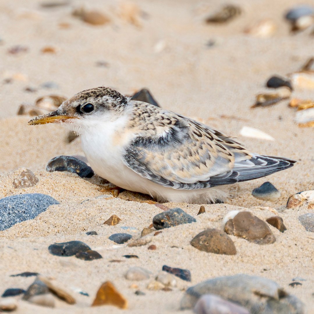 Photograph of a juvenile Little Tern resting on Winterton beach, in Norfolk, taken by Sandy Cowley.
