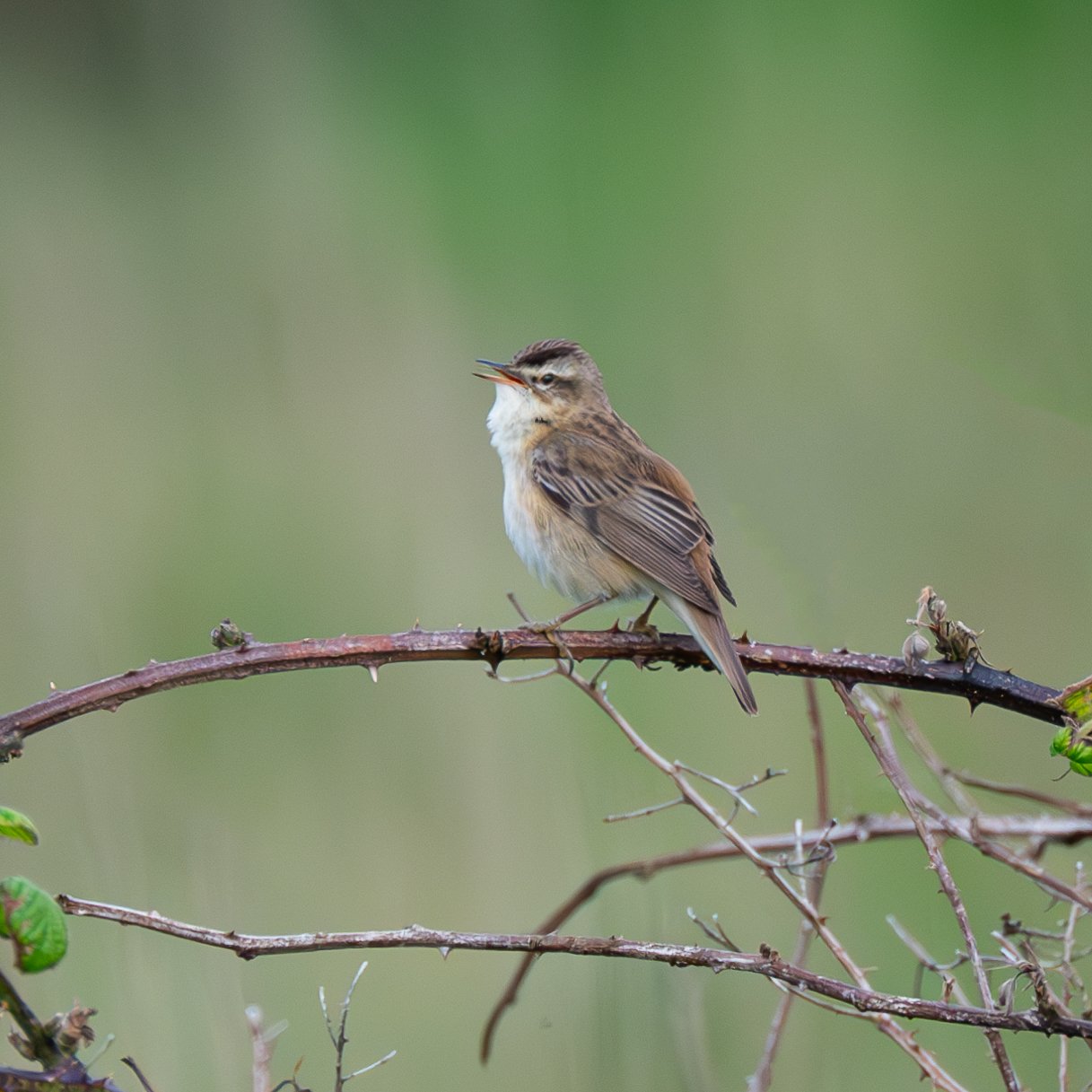 Photograph of a Sedge Warbler at Bempton Cliffs, Yorkshire, taken by Sandy Cowley.