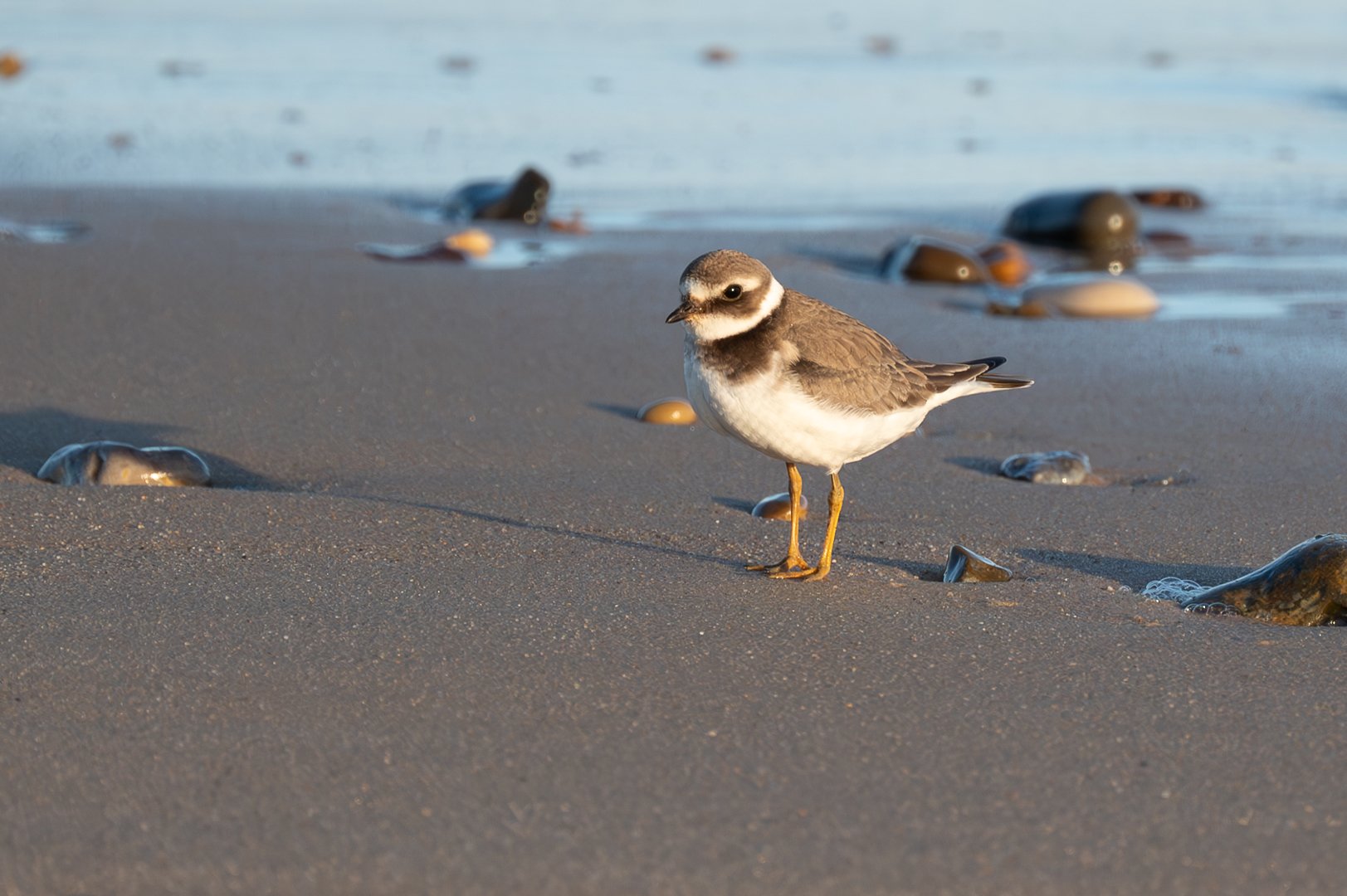 Photograph of a ring-necked plover on Winterton beach, Norfolk, taken by Sandy Cowley
