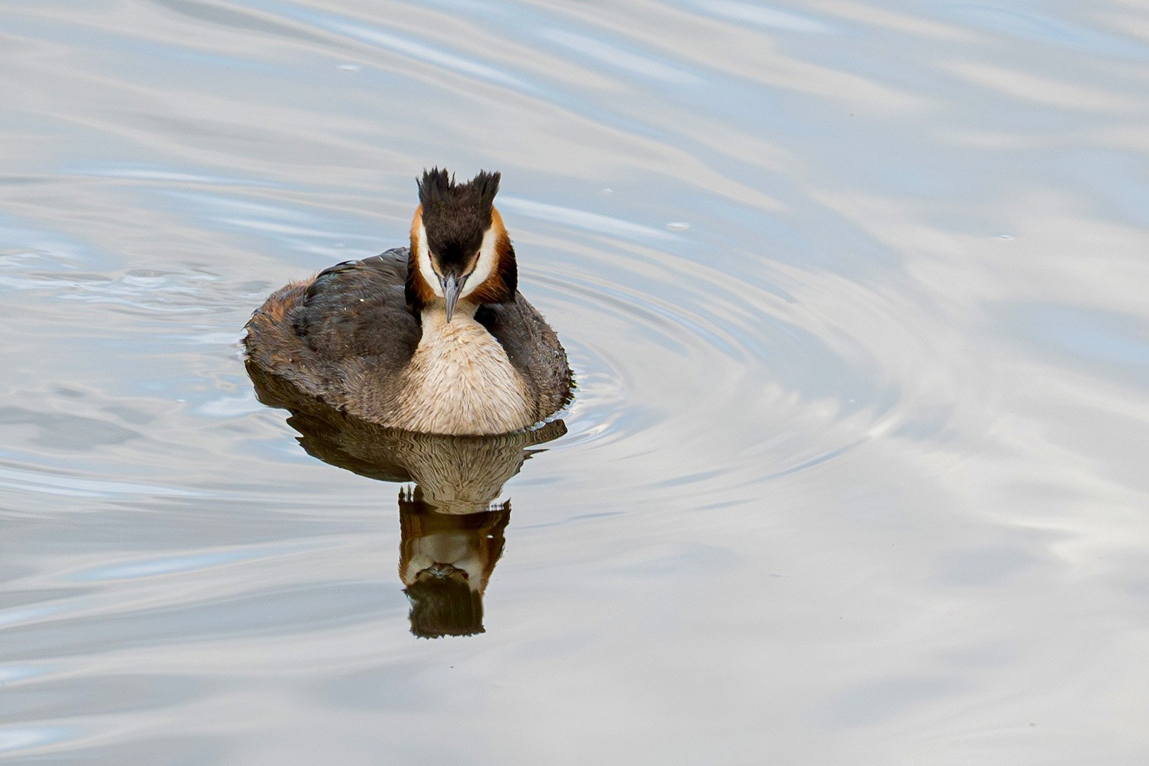Photograph of a Creasted Grebe and its reflection on the South Walsham Broad in Norfolk, taken by Sandy Cowley.