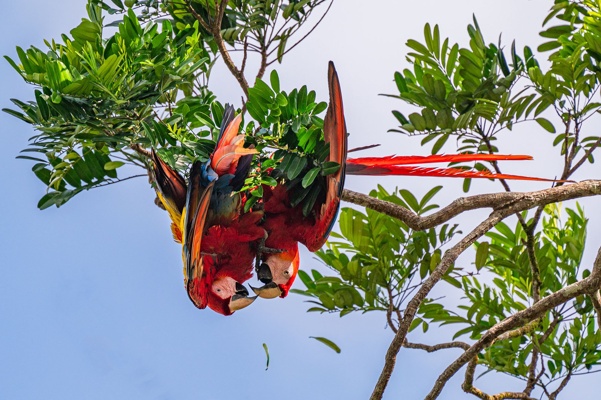Photograph of two upside down scarlet macaws at Laguna Lodge Resort, Tortugero, Costa Rica, taken by Sandy Cowley