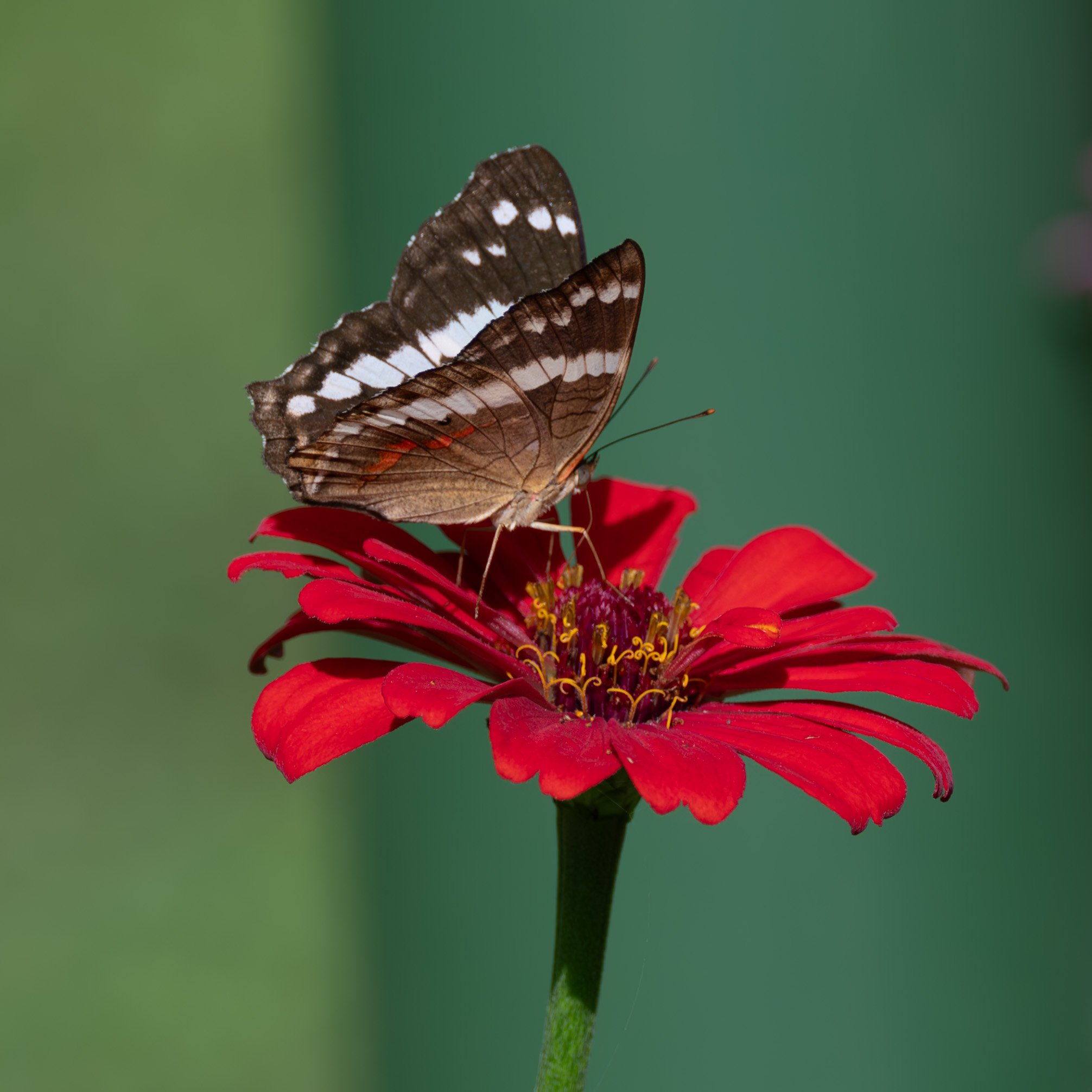 Photograph of a brown and white butterfly in the Monteverde Butterfly Gardens, Monteverde, Costa Rica, taken by Sandy Cowley
