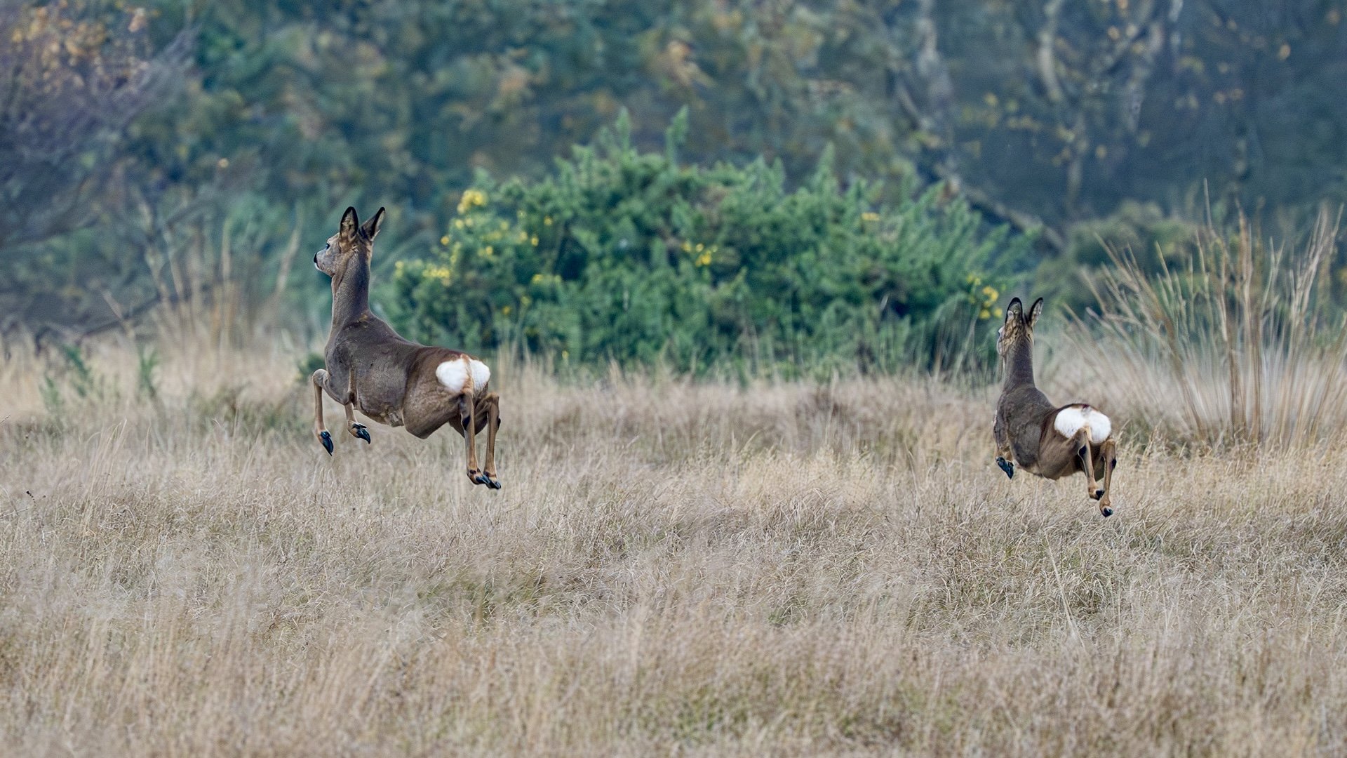 Photograph of Roe Deer jumping on Winterton Dunes, Norfolk, taken by Sandy Cowley