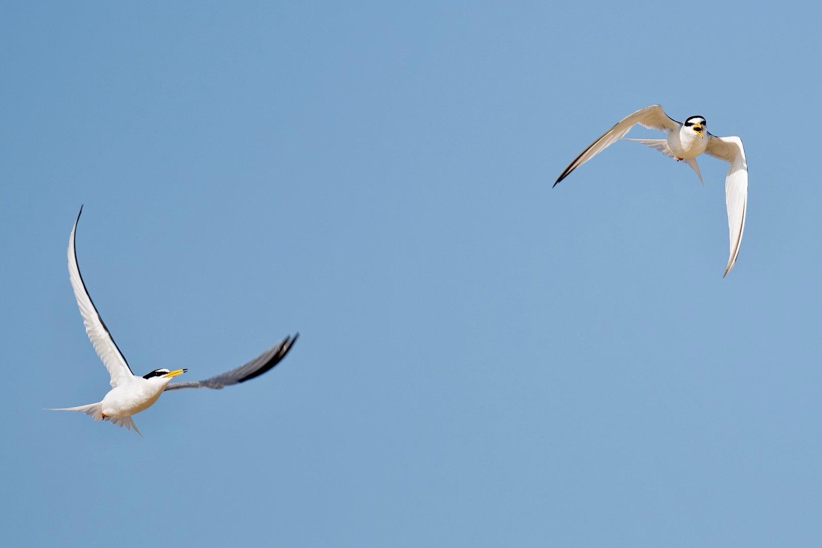Photograph of two little terns flying at Winterton beach, Norfolk, taken by Sandy Cowley