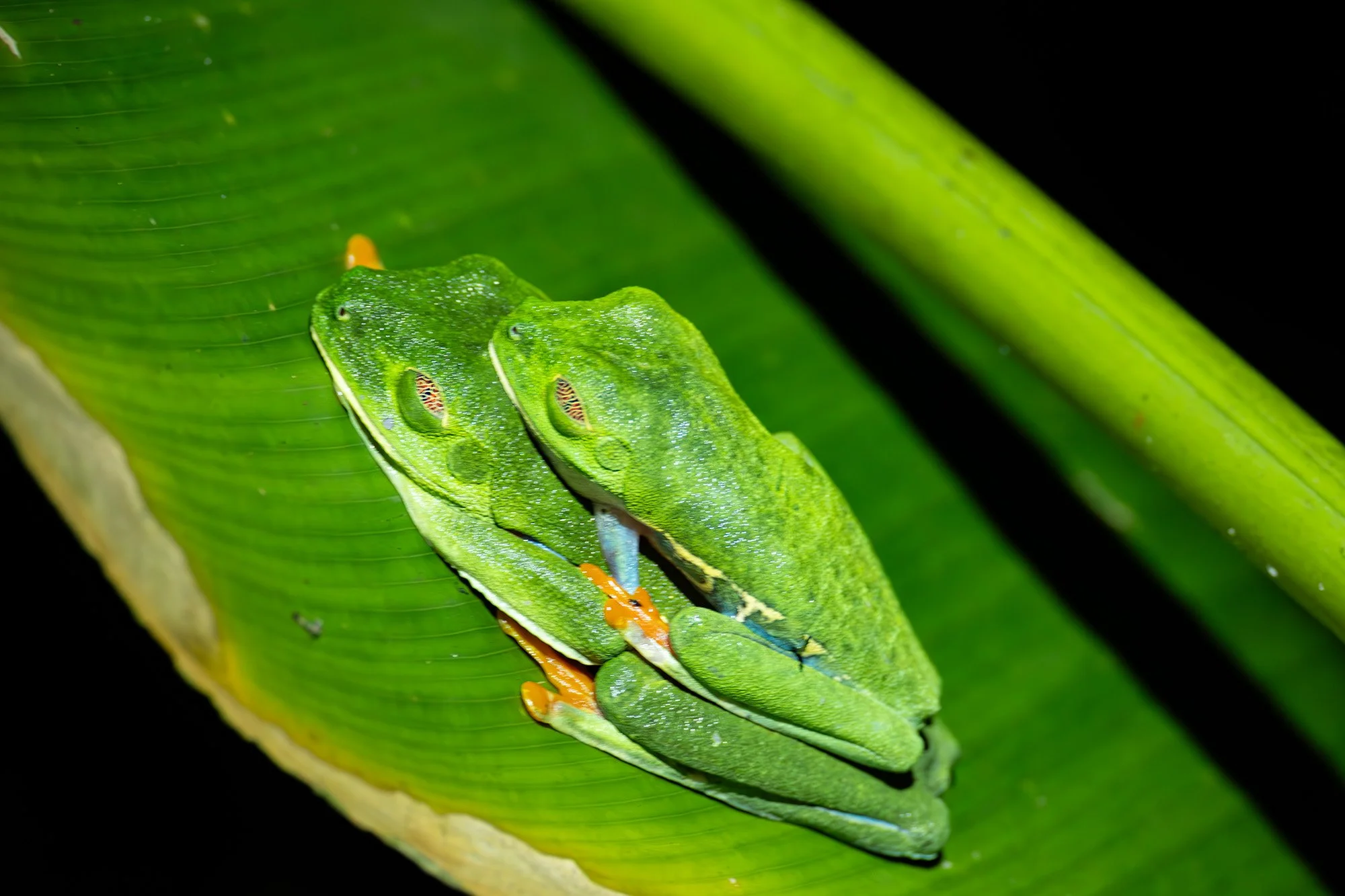 Photograph of two red-eyed frogs, mating in the gardens at Laguna Lodge resort, Tortugero, Costa Rica, taken by Sandy Cowley