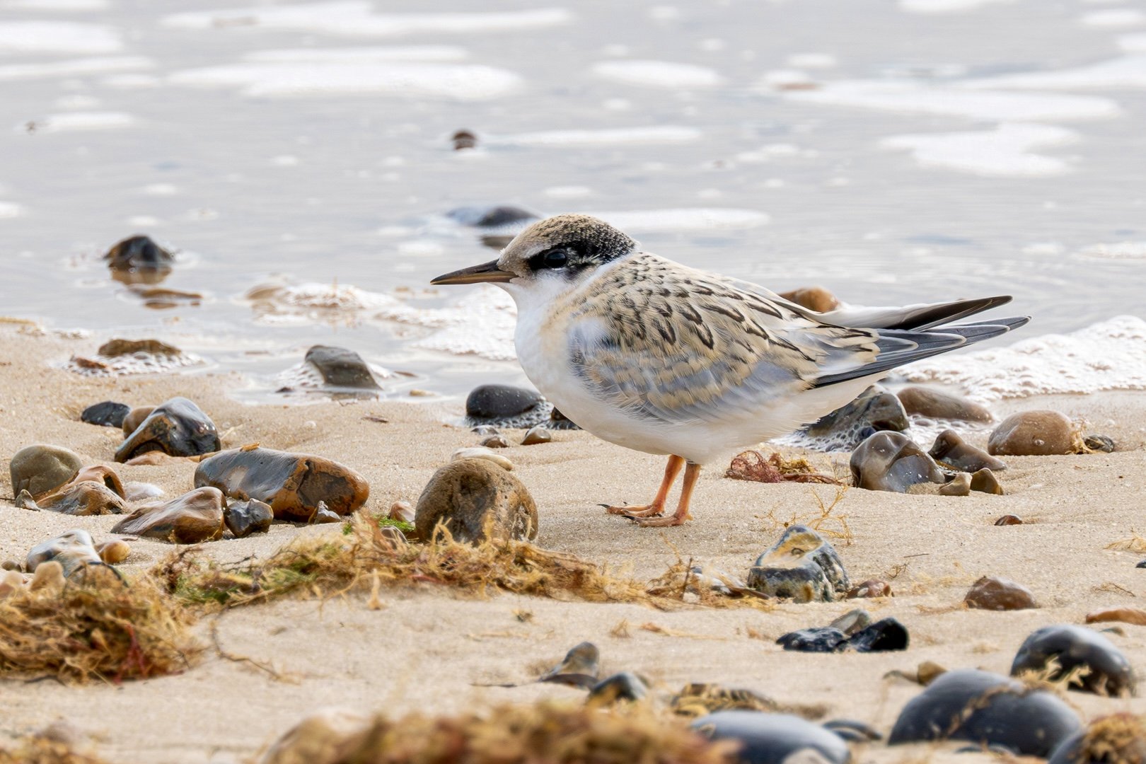 Juvenile Little Tern