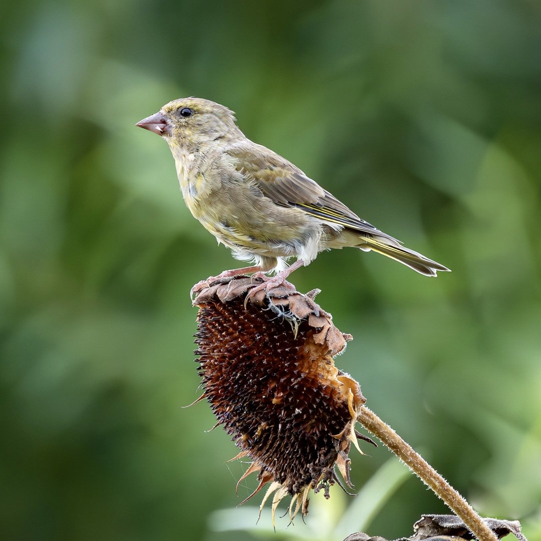 Photograph of a greenfinch on seed-head, Winterton Allotments, Norfolk, taken by Sandy Cowley
