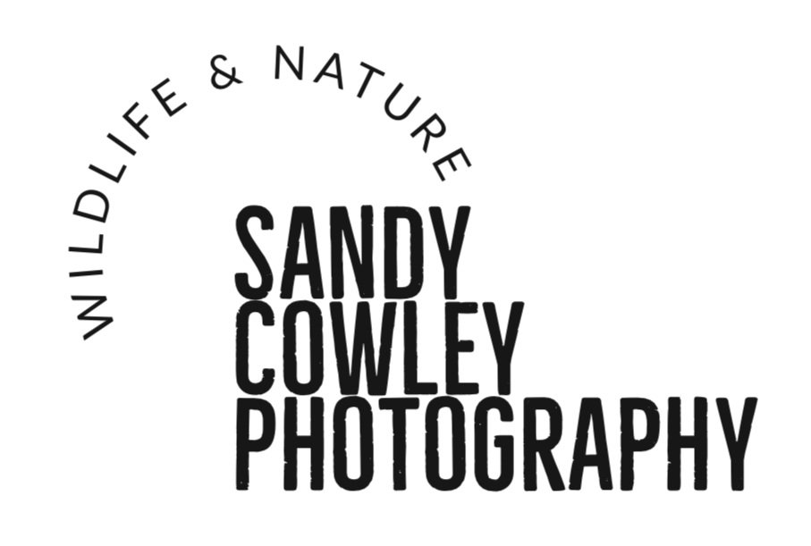 Sandy Cowley Photography