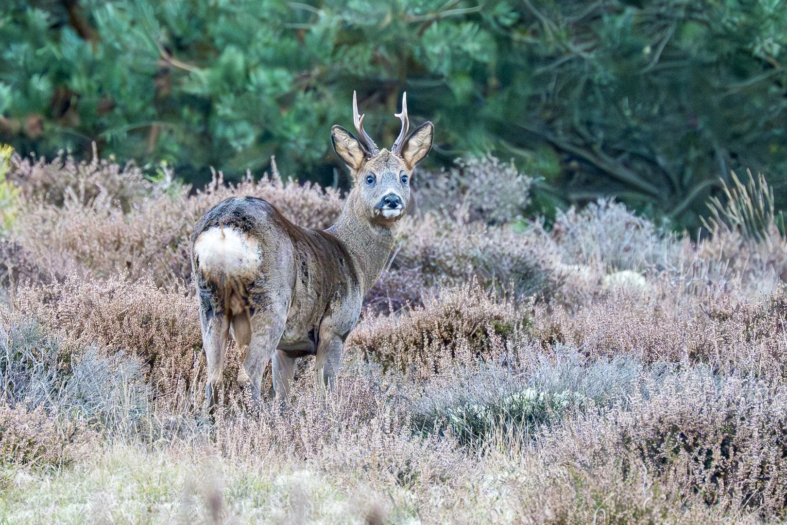 Photograph of a Roe Deer buck on Winterton Dunes, Norfolk, taken by Sandy Cowley.