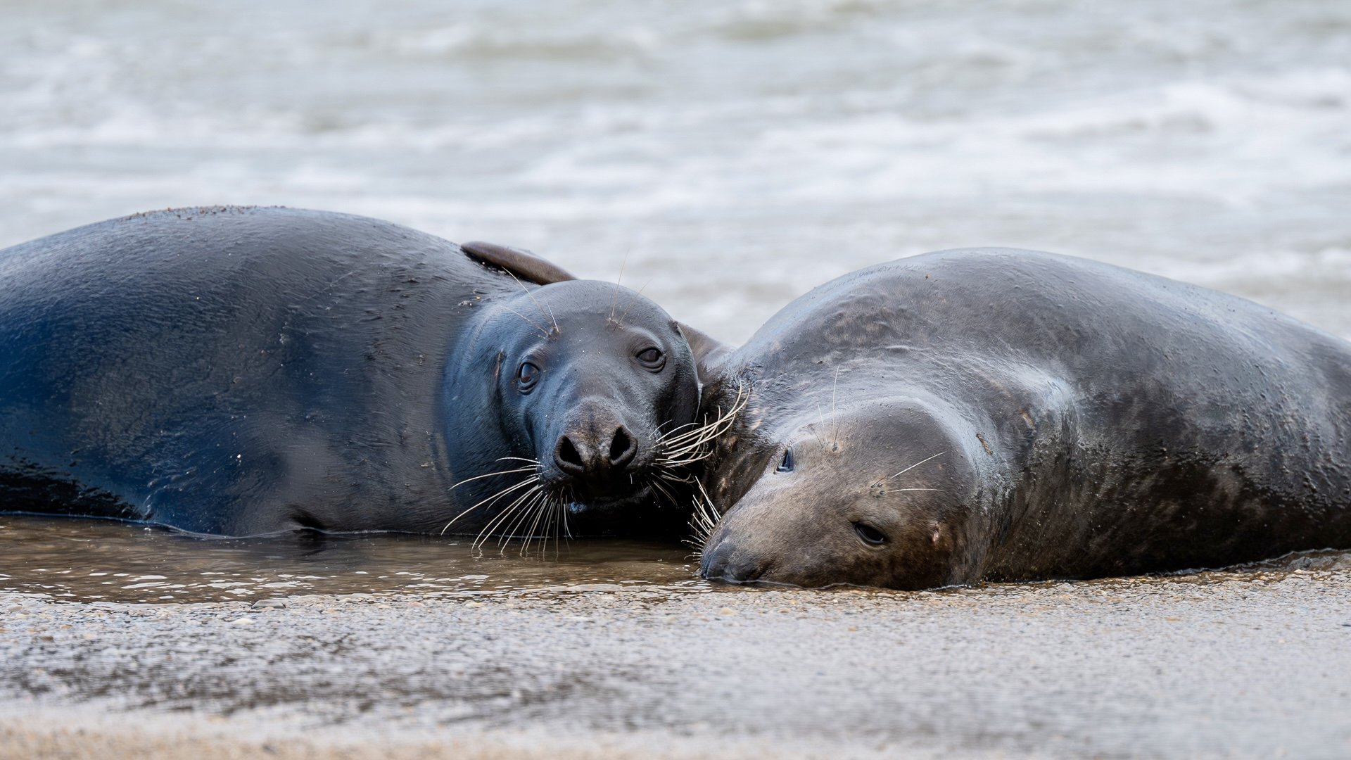 Photograph of two grey seals playing on Winterton beach, Norfolk, taken by Sandy Cowley