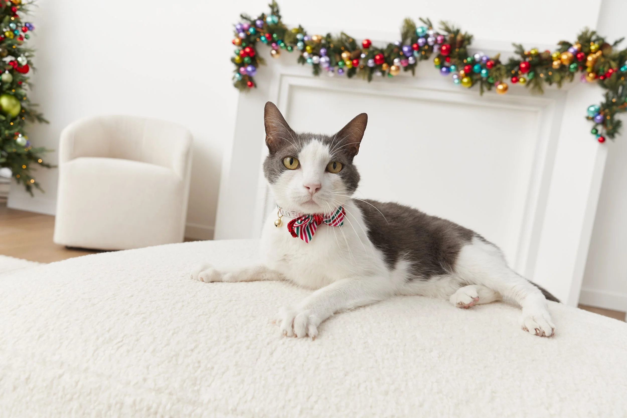Holiday_Store_CatTreats_Rox_0148.jpg