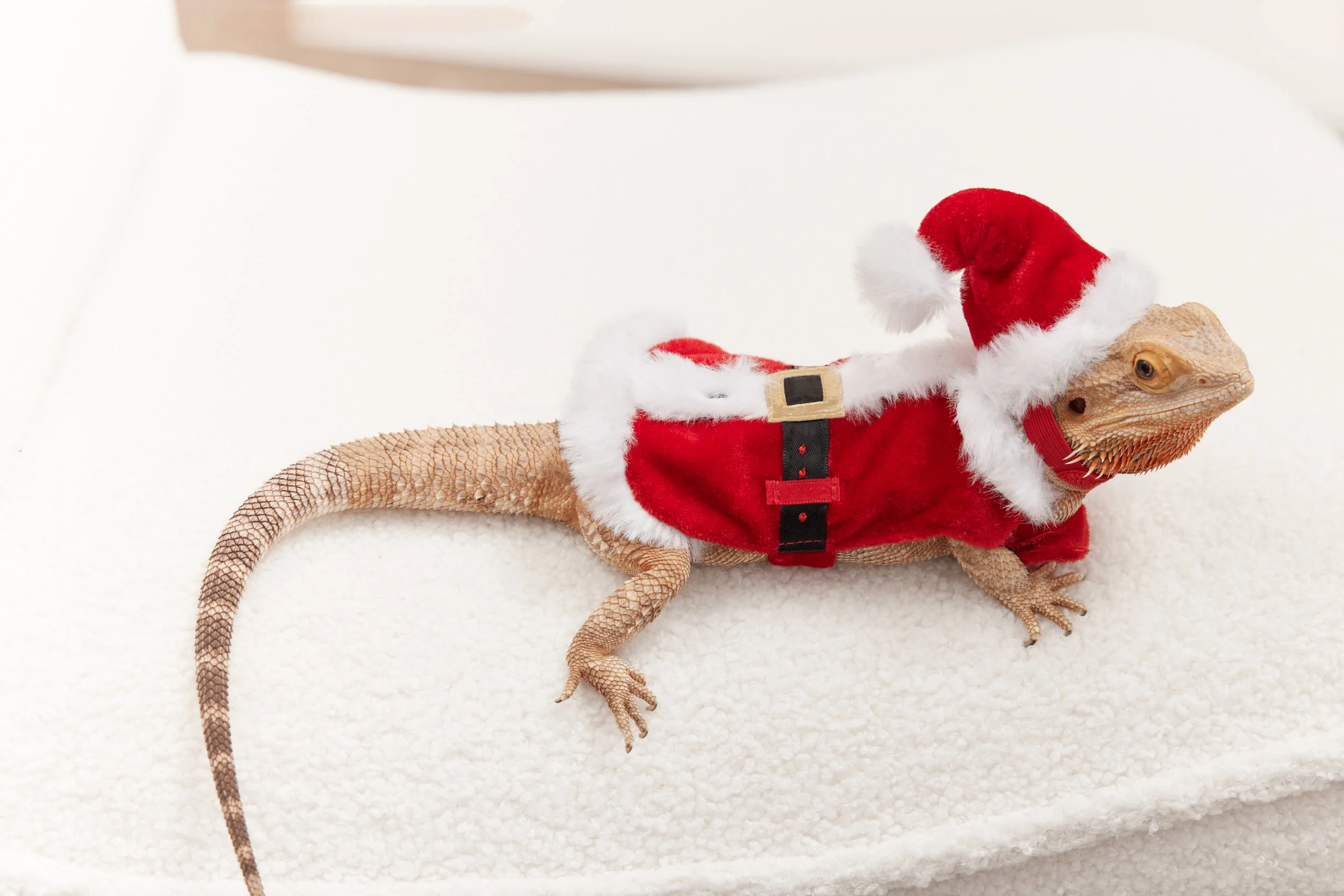 Holiday_DAP_2_Reptile_Jose_0063.jpg