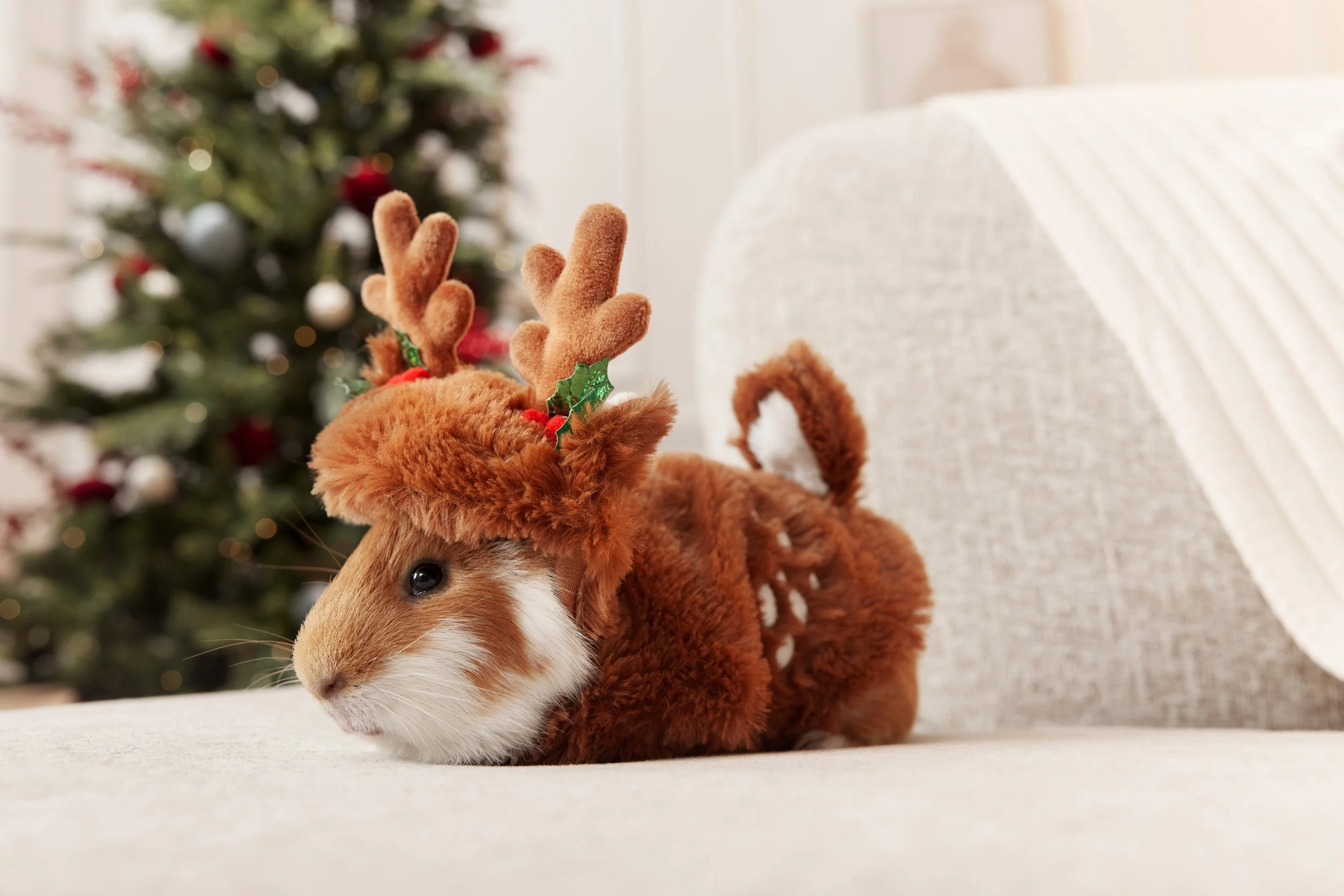 Holiday_DAP_2_SmallPet_Cookie_SantaCostume_0041.jpg