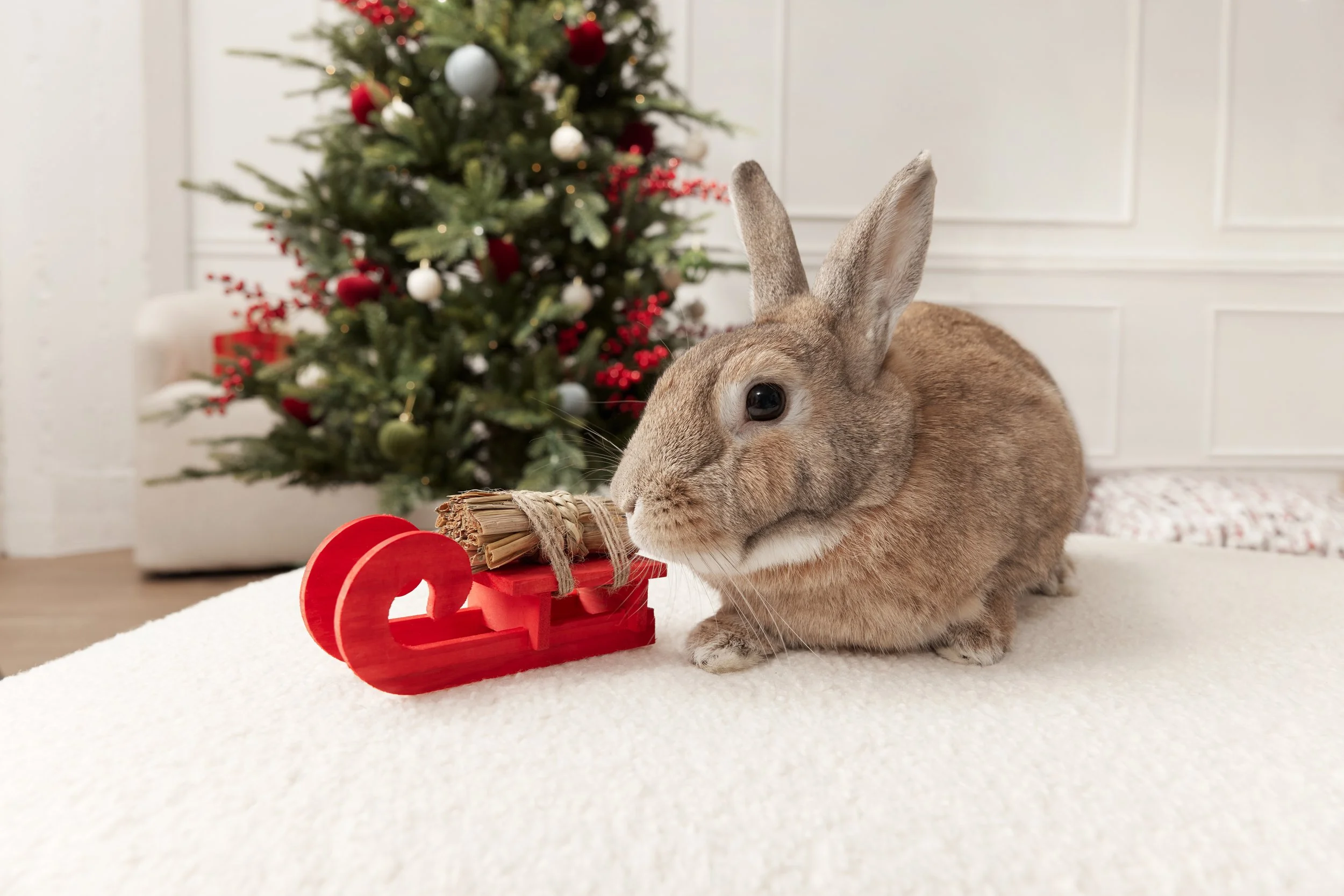 Holiday_DAP_2_SmallPet_BunnyChew_Dumpling_0017.jpg