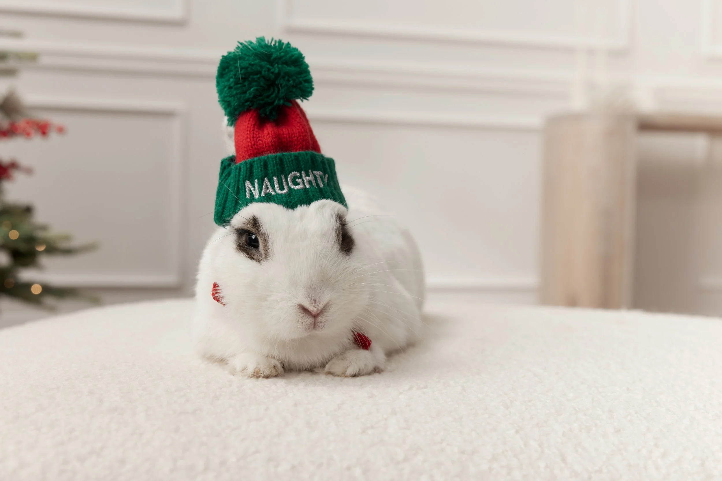 Holiday_DAP_2_SmallPet_BunnyChew_Dumpling_0119.jpg