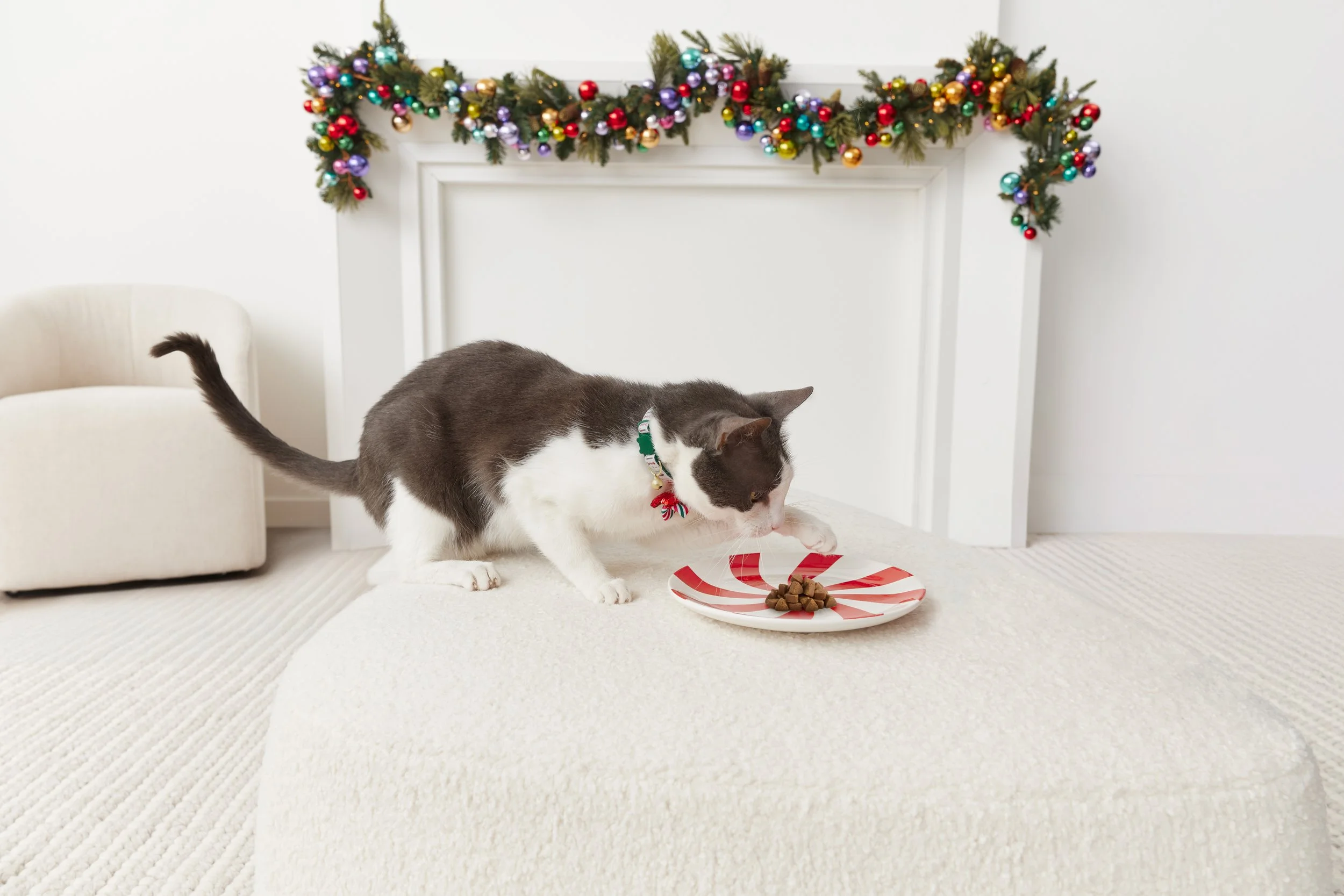 Holiday_Store_CatTreats_Rox_0098.jpg