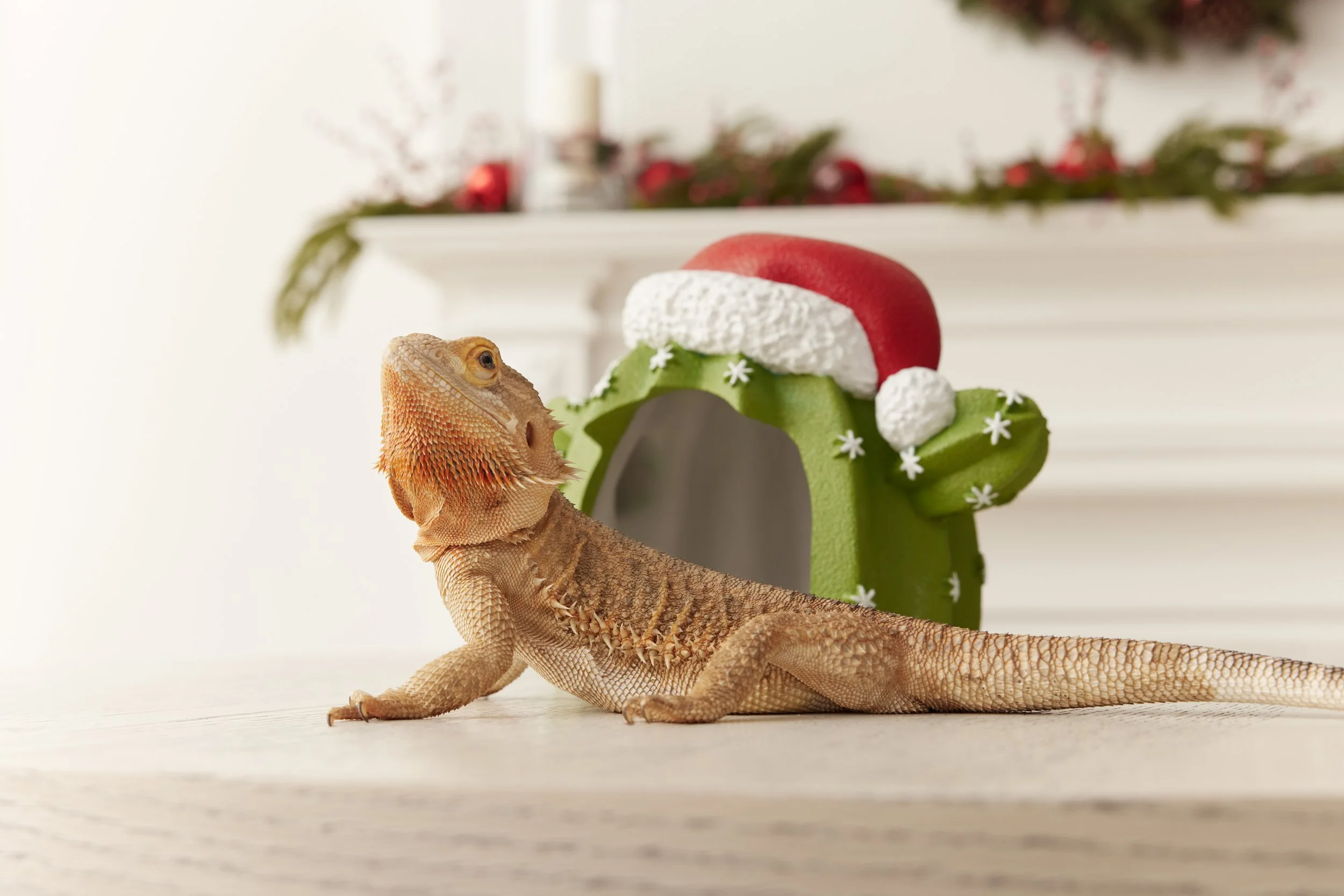 Holiday_DAP_2_Reptile_Jose_0106.jpg